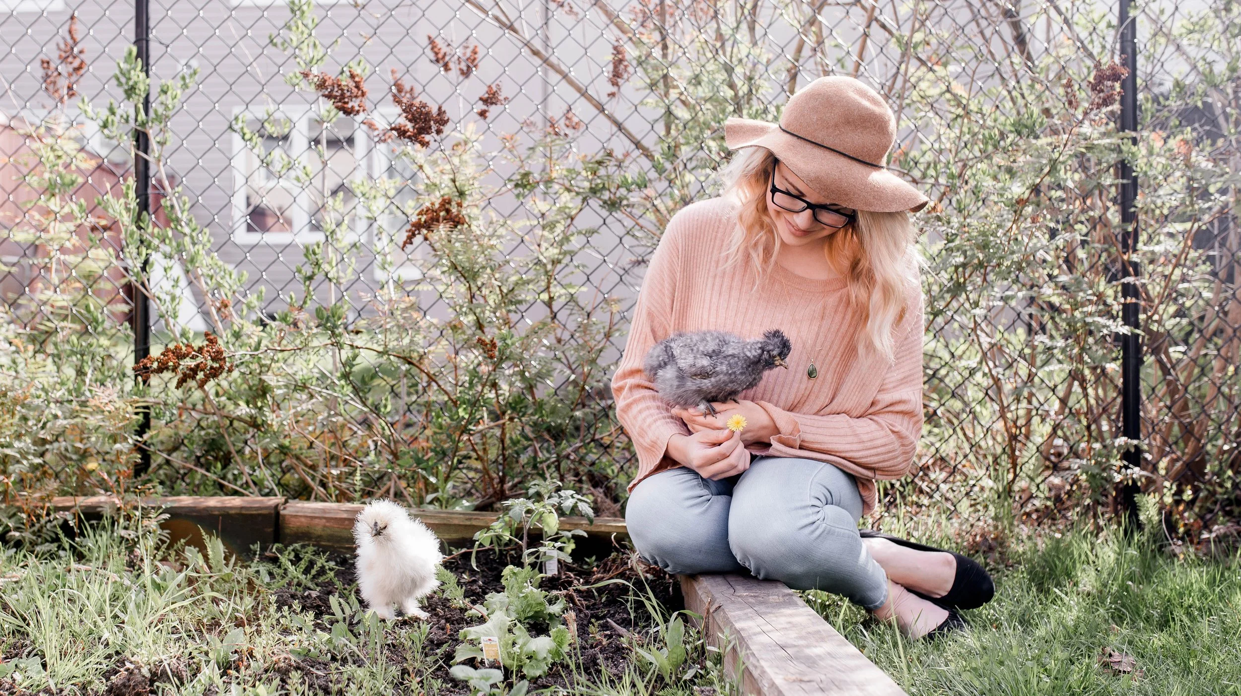 The Rise Of The Urban Chicken