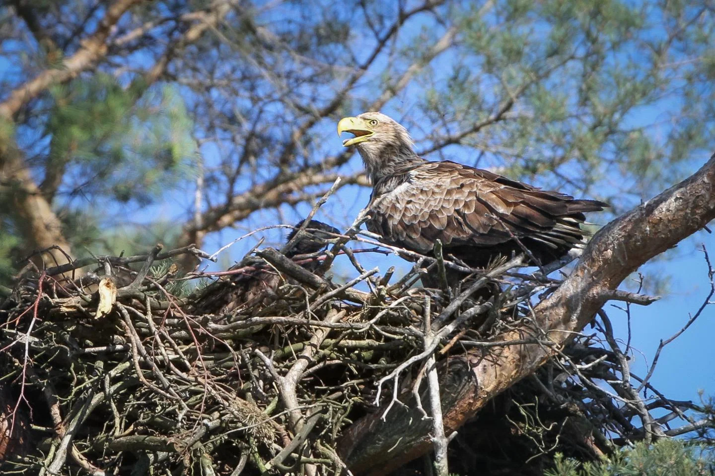 Proximity to paths and roads is stressing out white-tailed sea eagles
