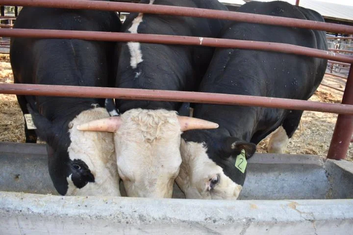 Genome-edited bull passes on hornless trait to calves