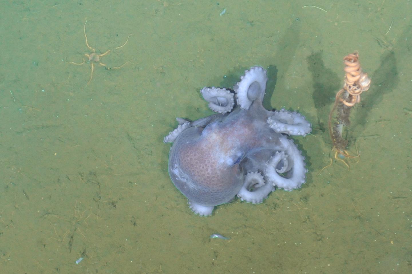 The deeper these octopuses live, the wartier their skin