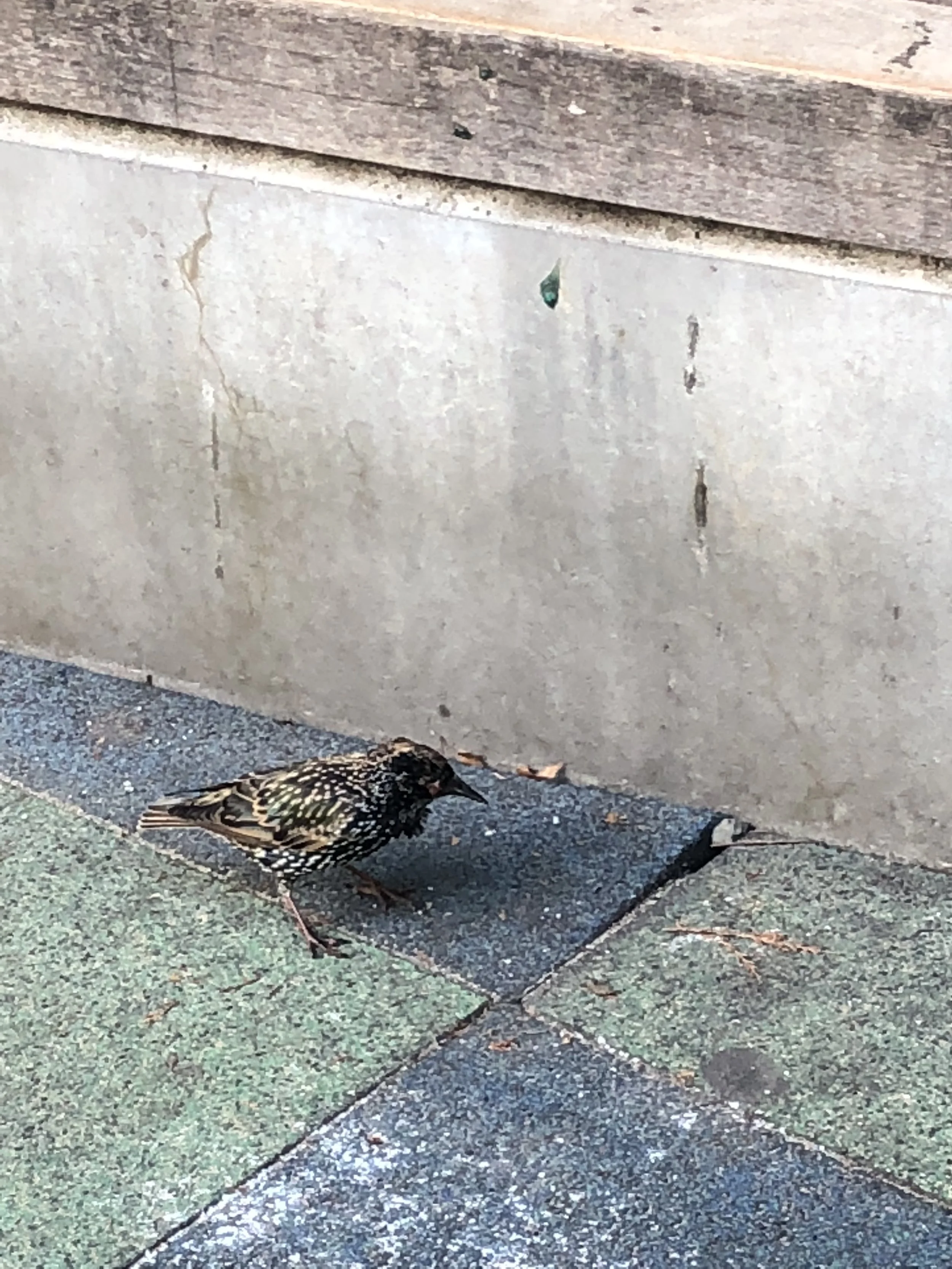 The impact of human-caused noise pollution on birds