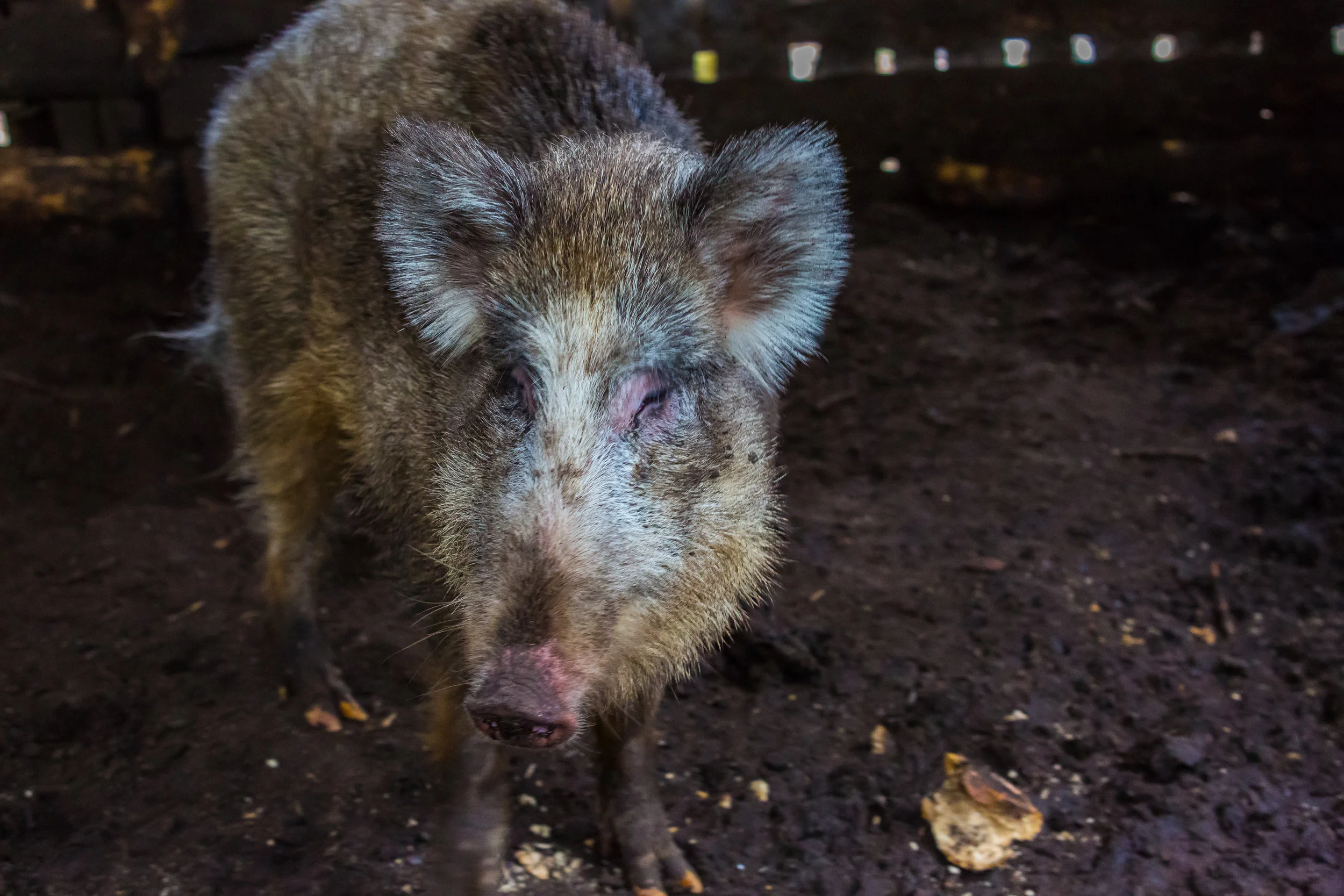 Tracking wild pigs in real time and understanding their interaction with agro-ecosystems