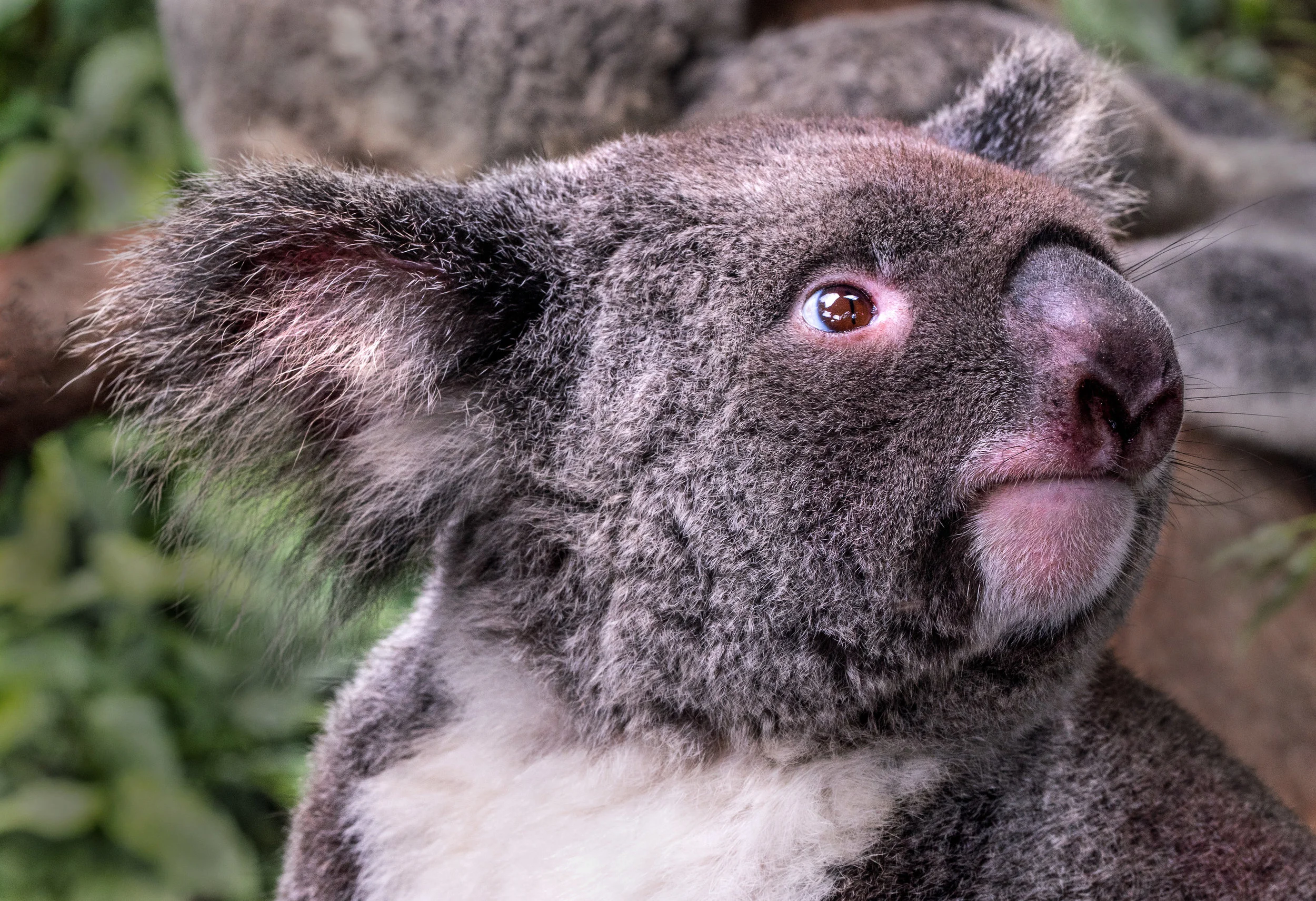 Study shows an innate genome immune response to retroviruses in koalas