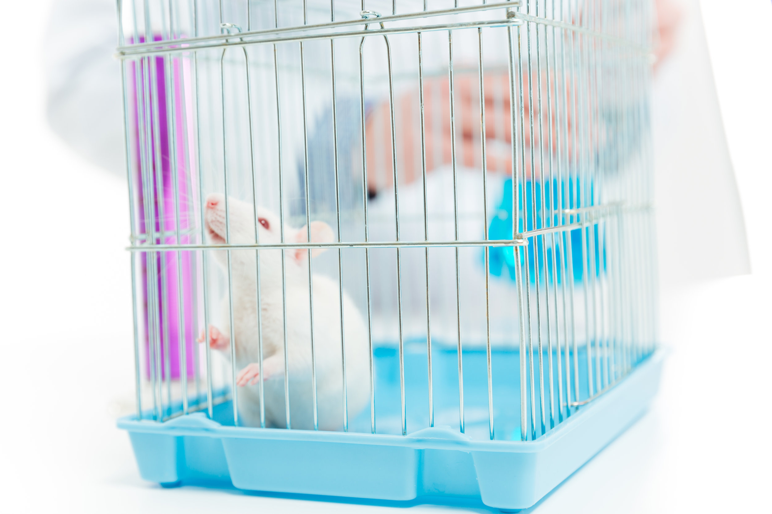 Animal Study Registry could improve data quality and reduce wasted lives