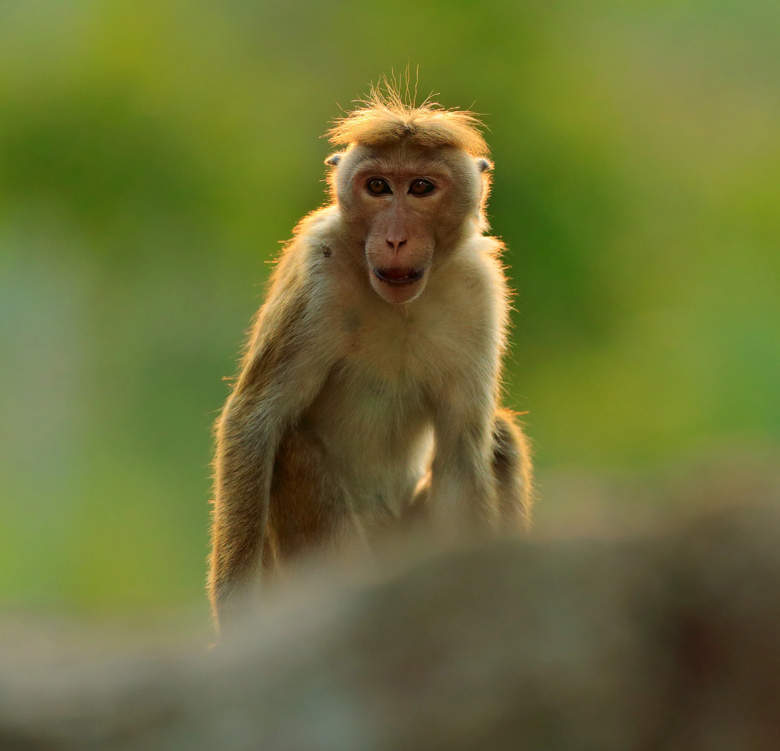 How primate status sticks to genes