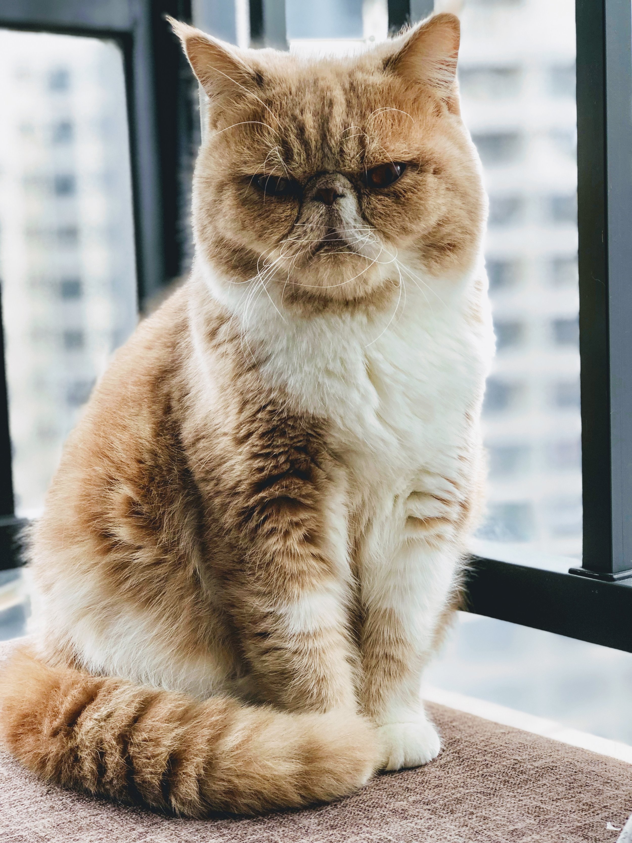 First generation of induced pluripotent stem cells from domestic cats