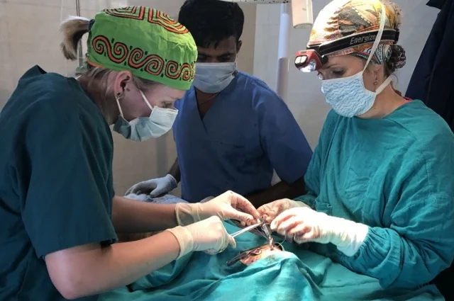 Cummings School alumni are helping veterinary students gain critical clinical skills while helping animals in need