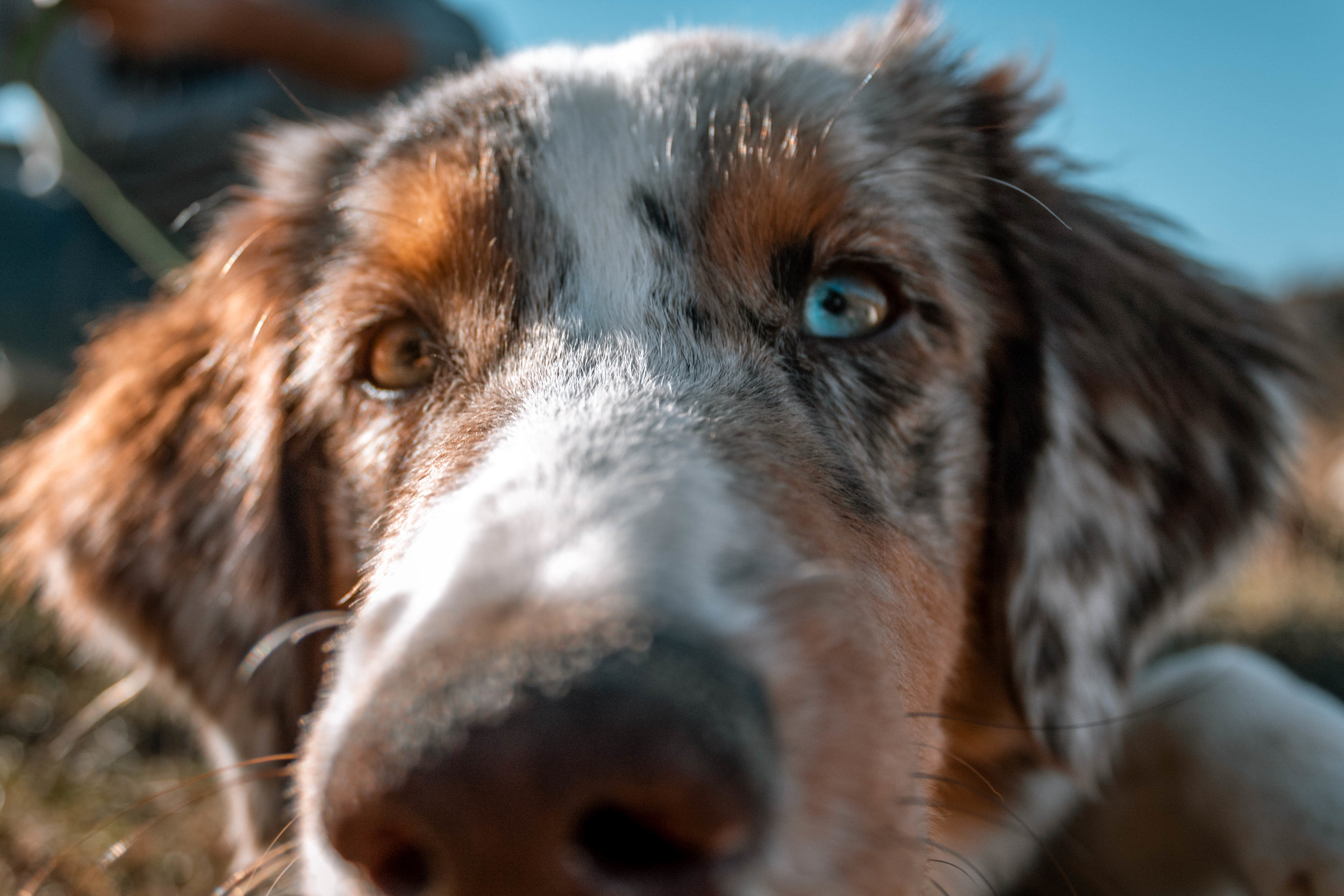 Raw meat-based diets for pets pose a health risk for humans