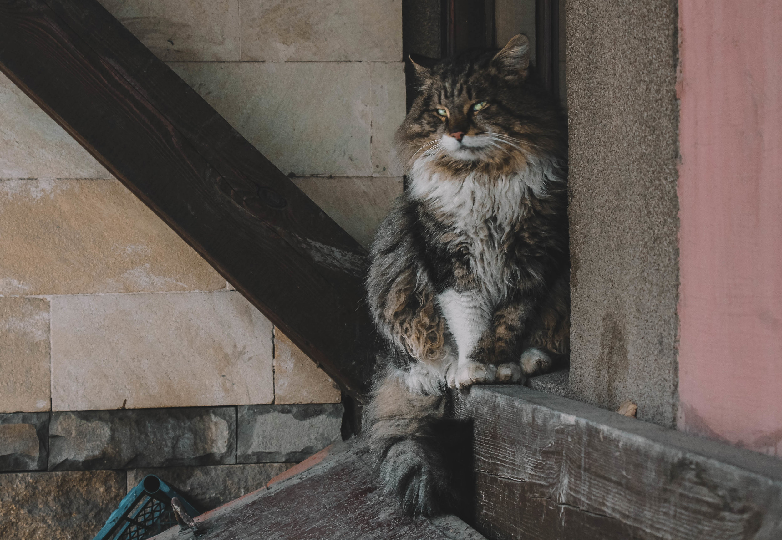University of Guelph researchers track how cats' weights change over time