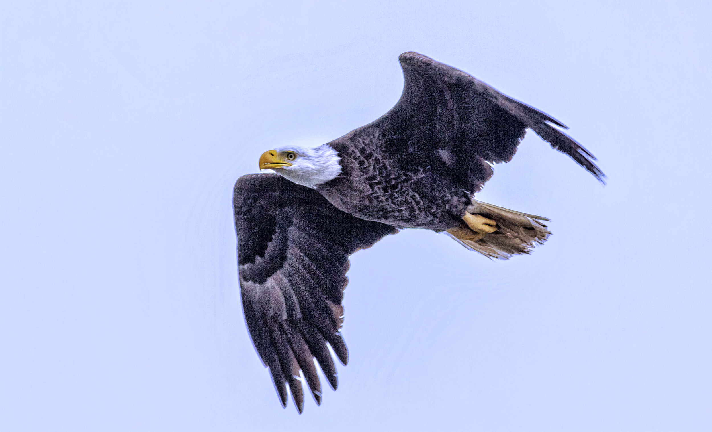 Why are bald eagles such great gliders?