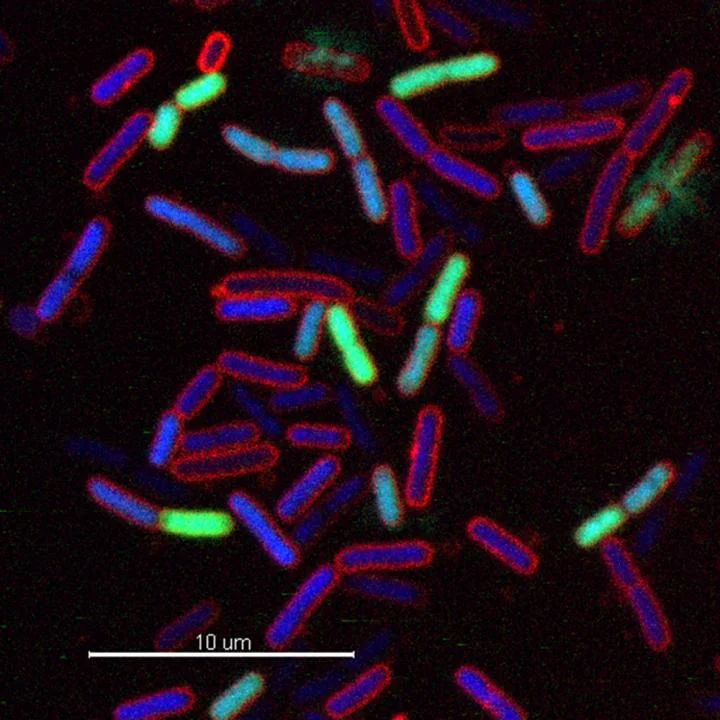 Antibiotics with novel mechanism of action discovered