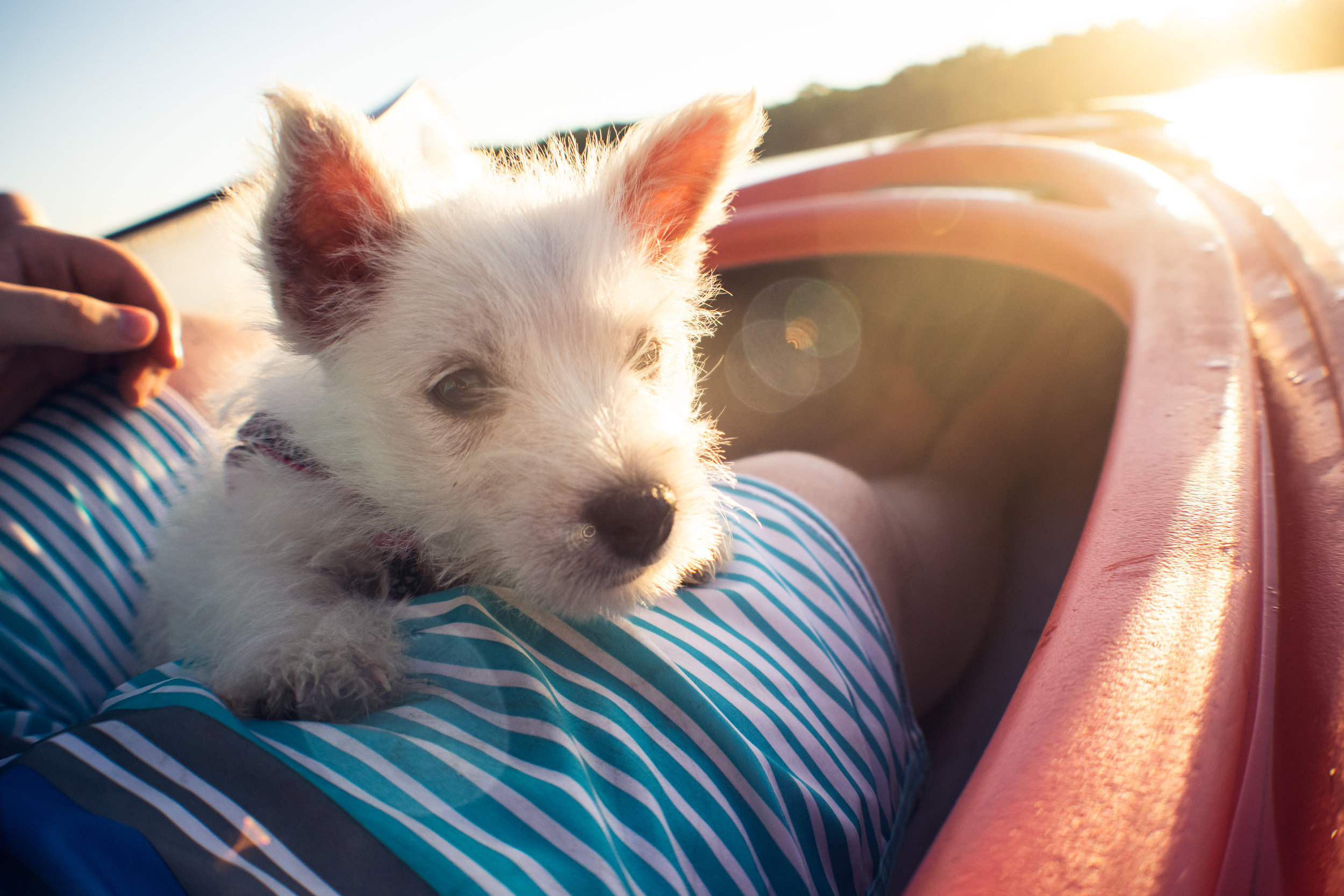 Atopic dermatitis in West Highland white terriers 