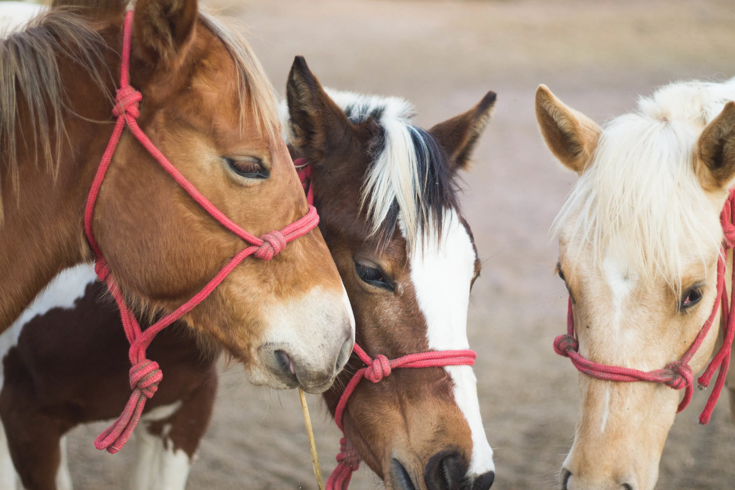 Horses blink less, twitch eyelids more when stressed