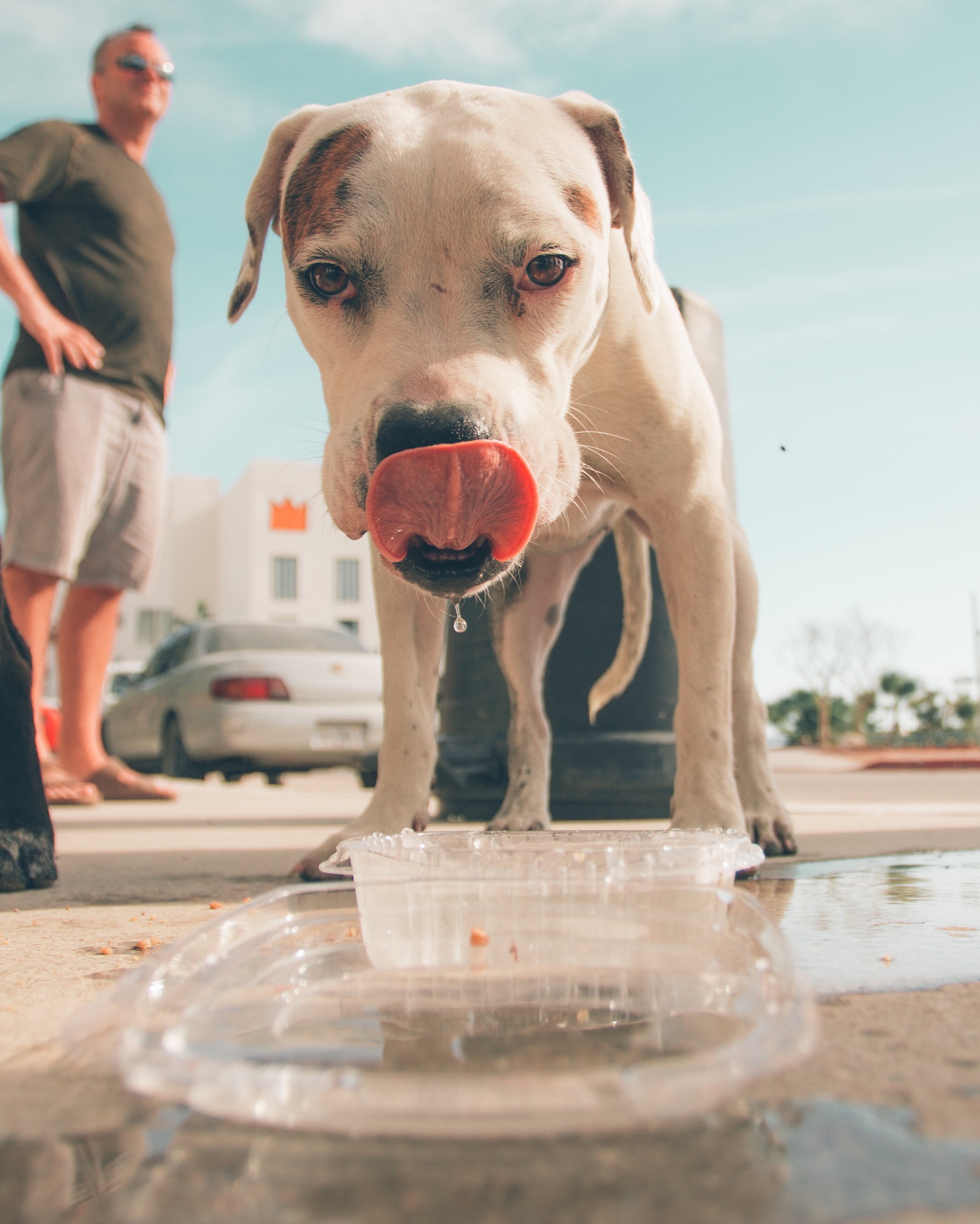 Spilling the tea on leptospirosis