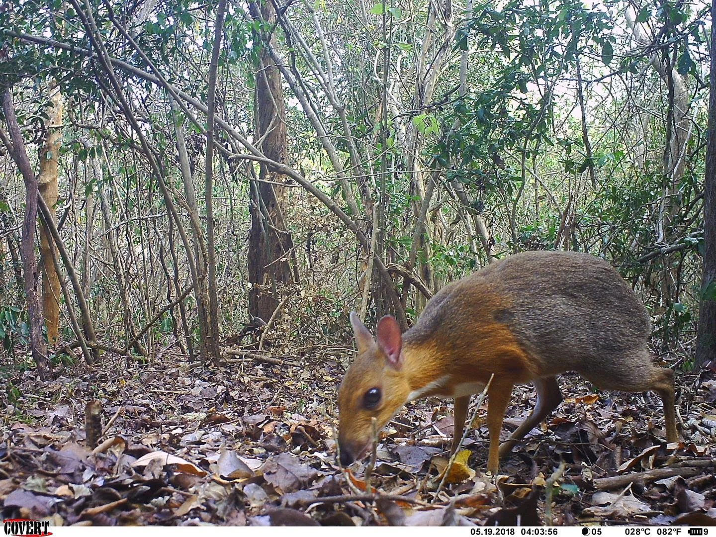 Miniature fanged 'deer' rediscovered