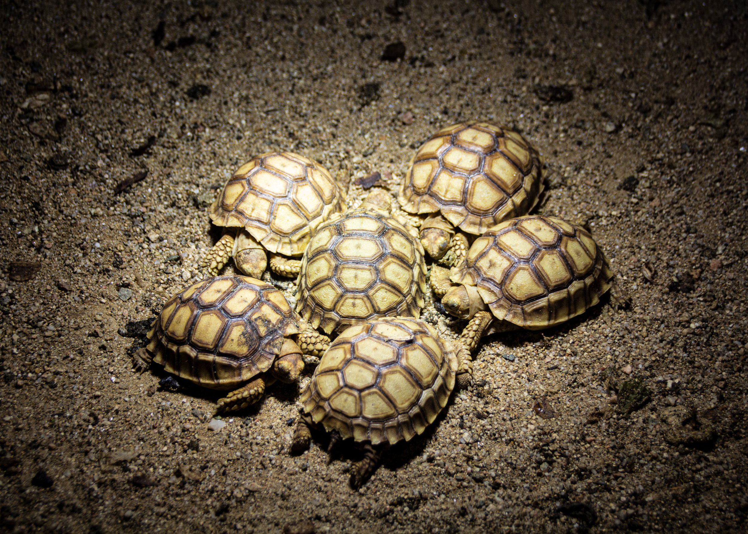 Orphaned turtles rescued and released thanks to Cornell wildlife team