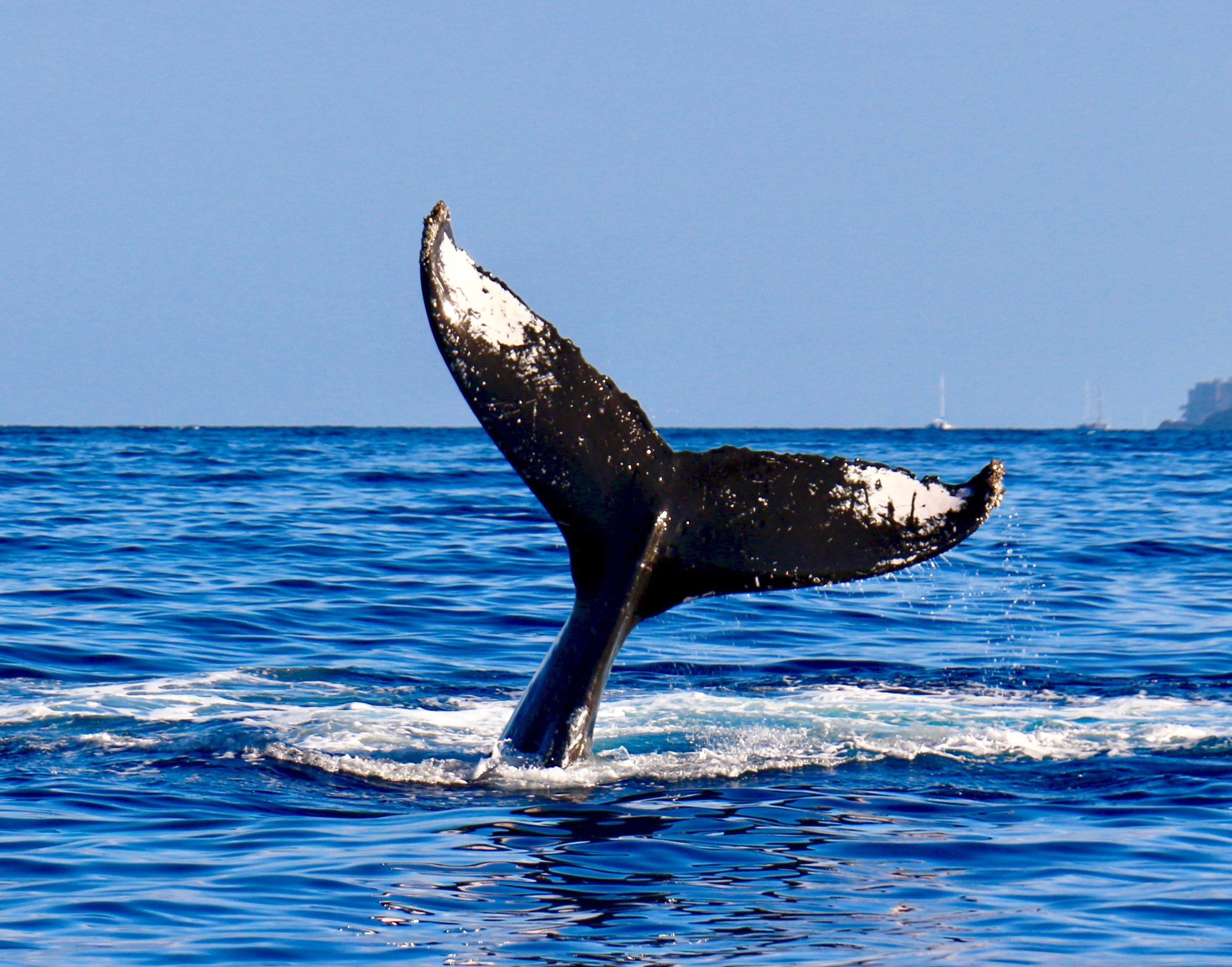 Endangered whales react to environmental changes