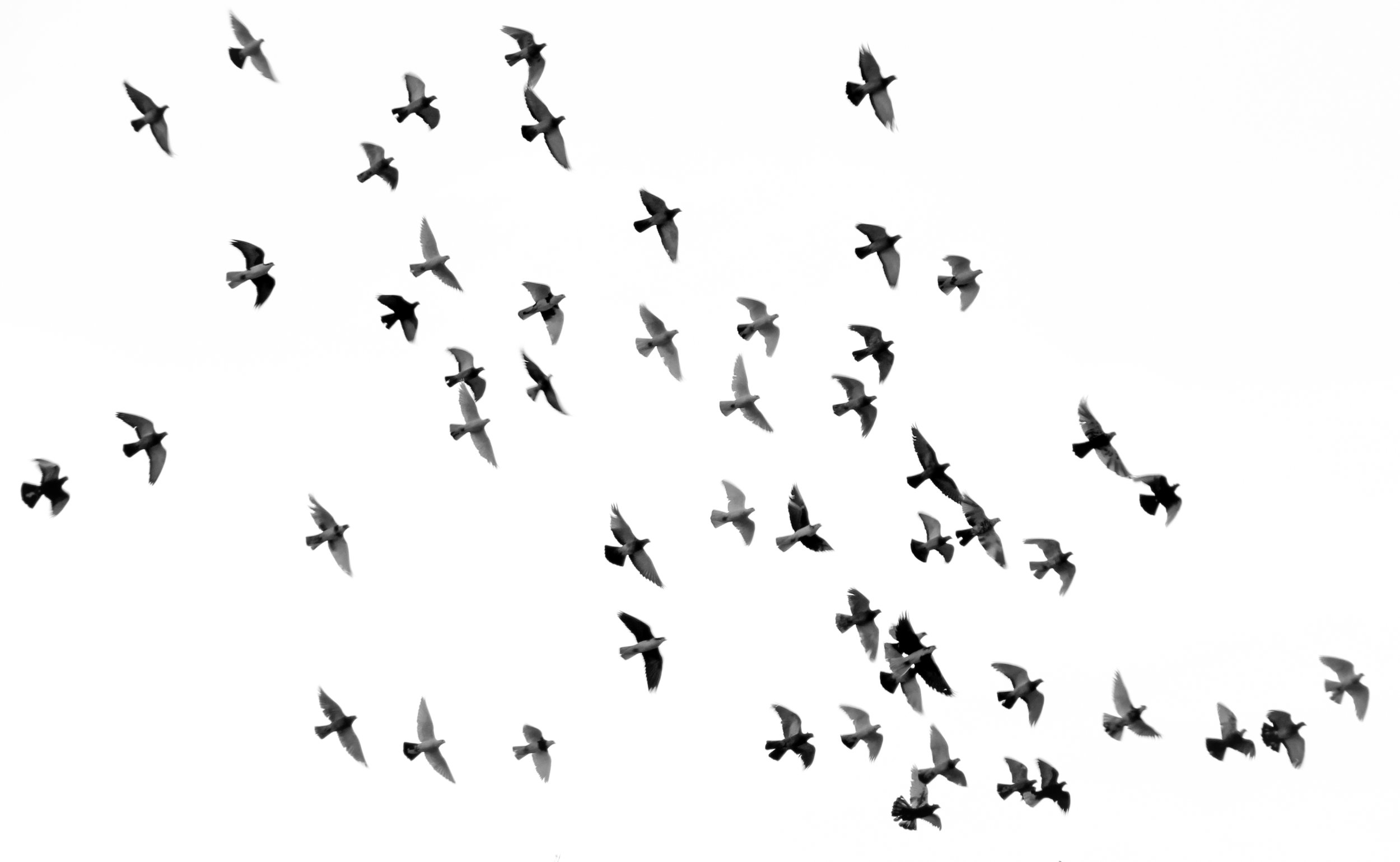 Birds of a feather flock together, but how do they decide where to go
