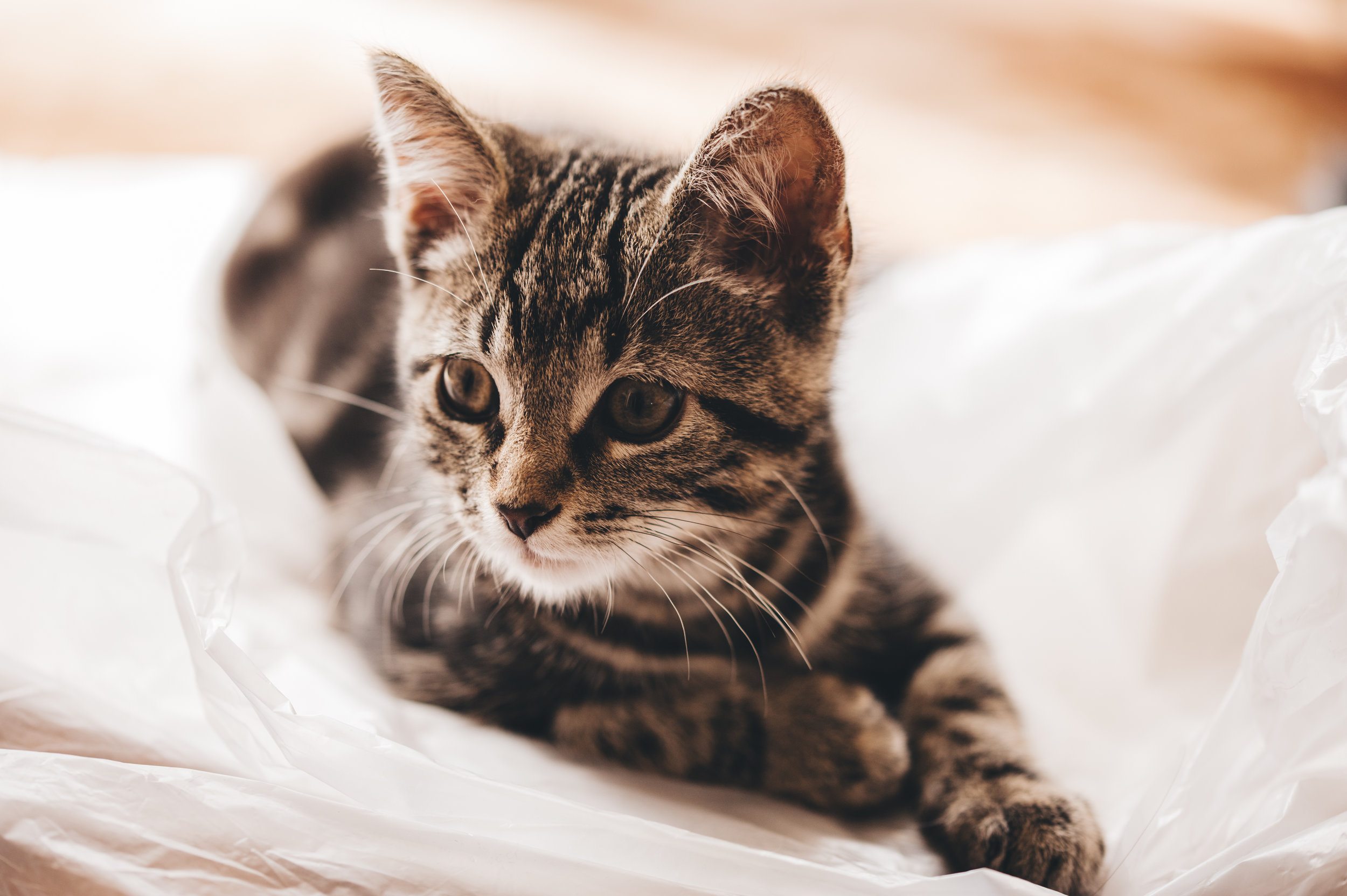  Cat virus may be linked to feline cancer