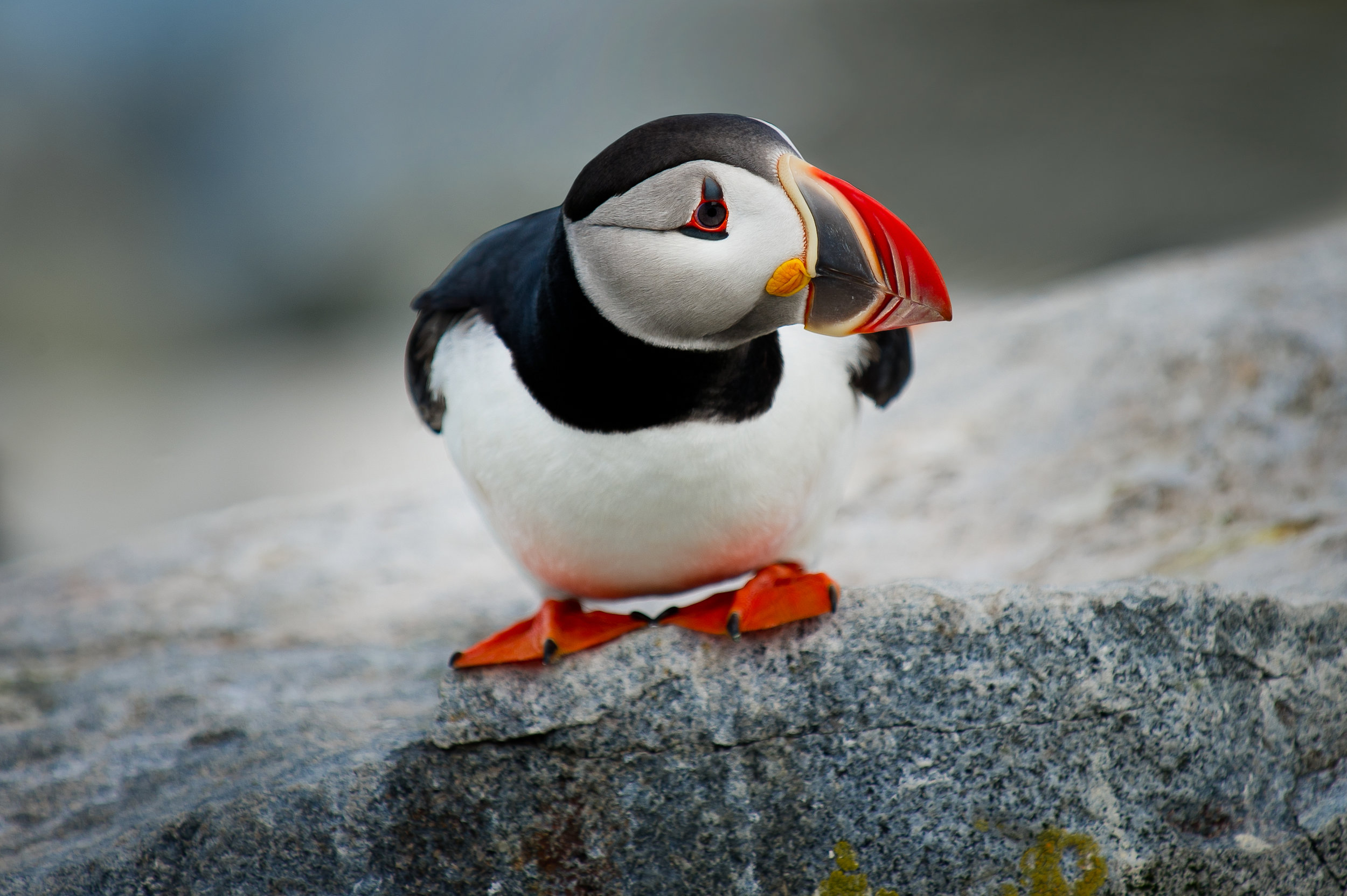 How puffins stay cool