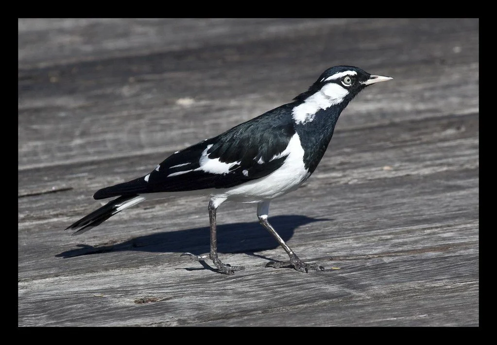 Record-size sex chromosome found in two bird species