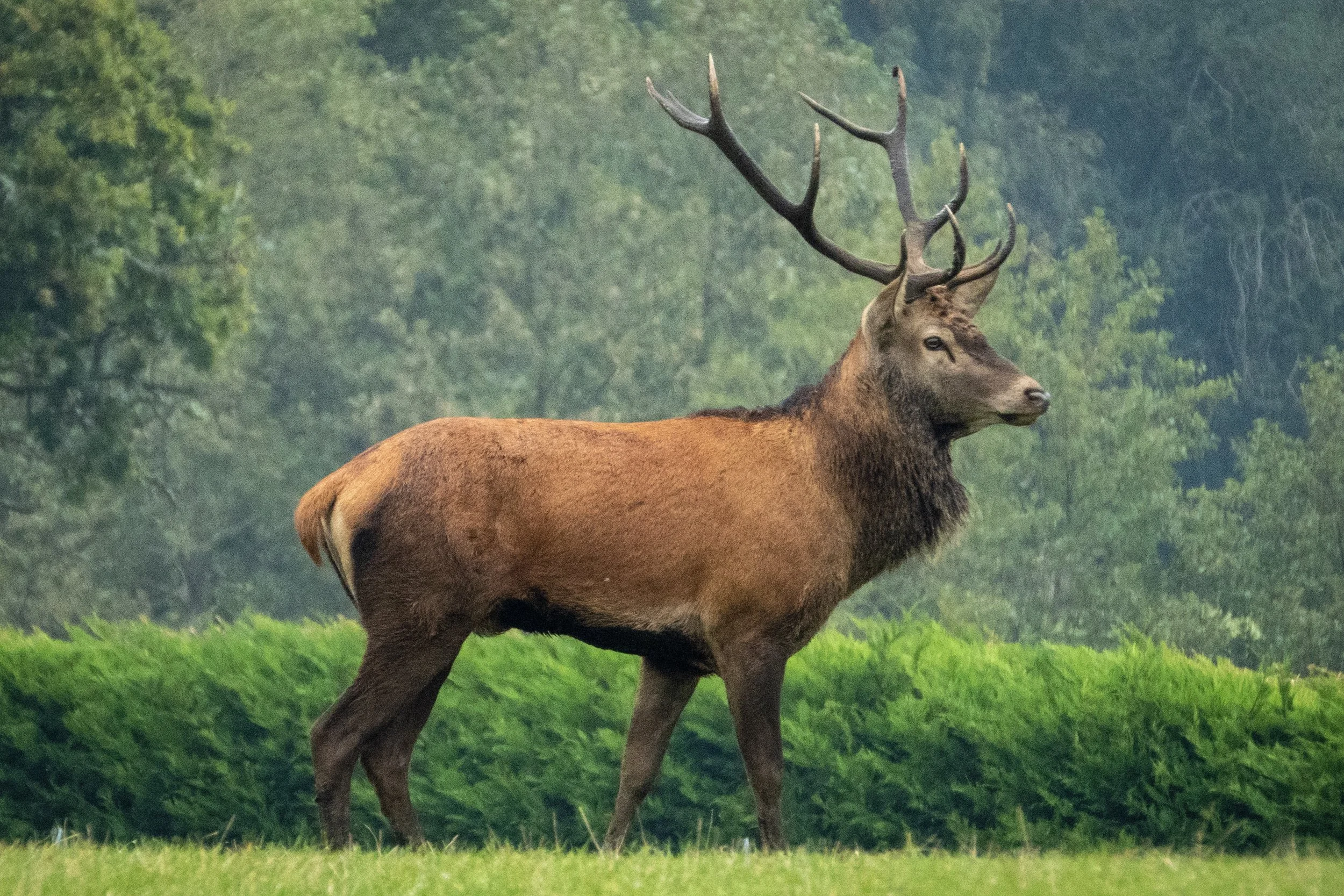 Deer and elk can help young Douglas-fir trees under some conditions