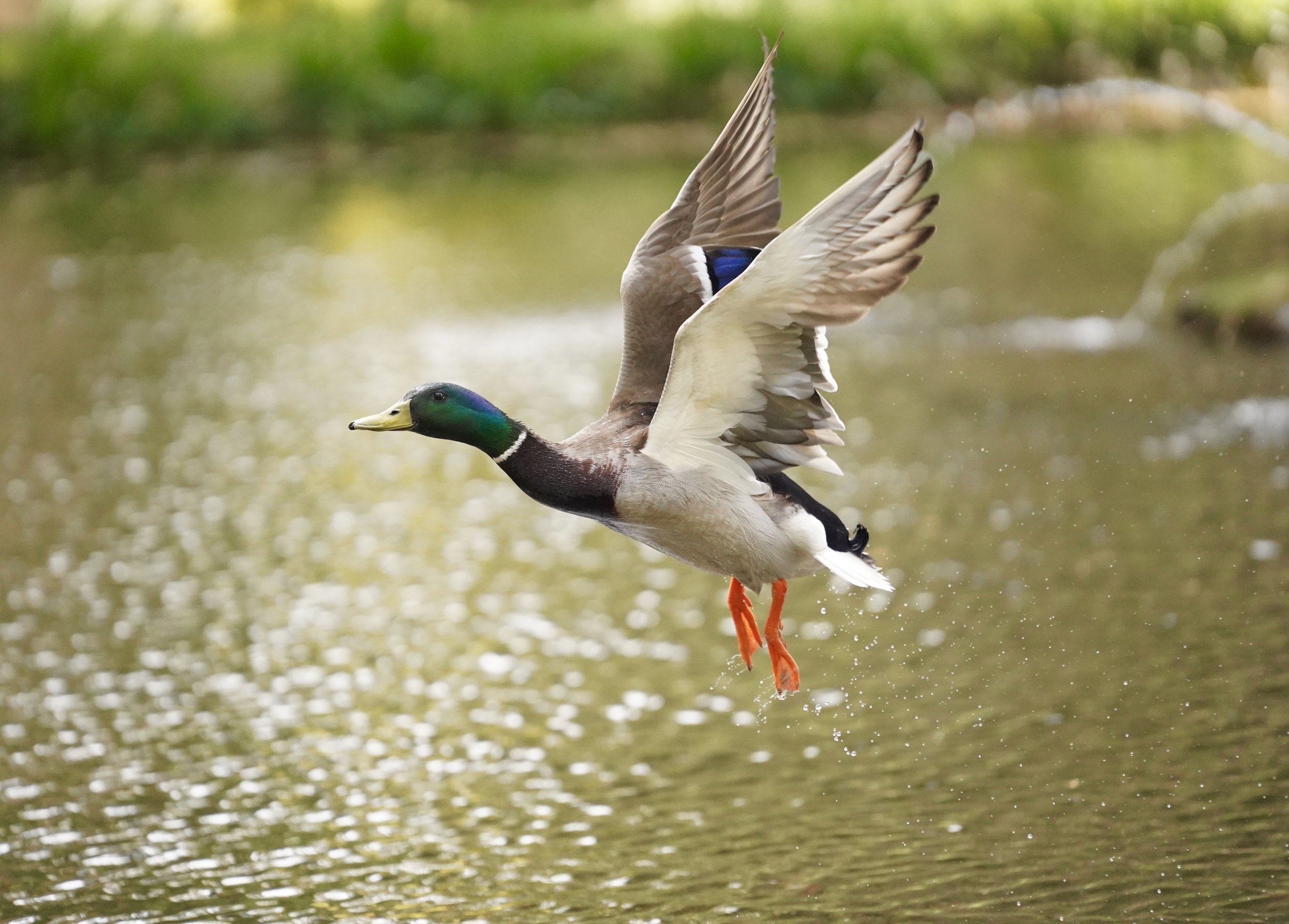 Migratory birds shrinking, new analysis of four-decade record shows