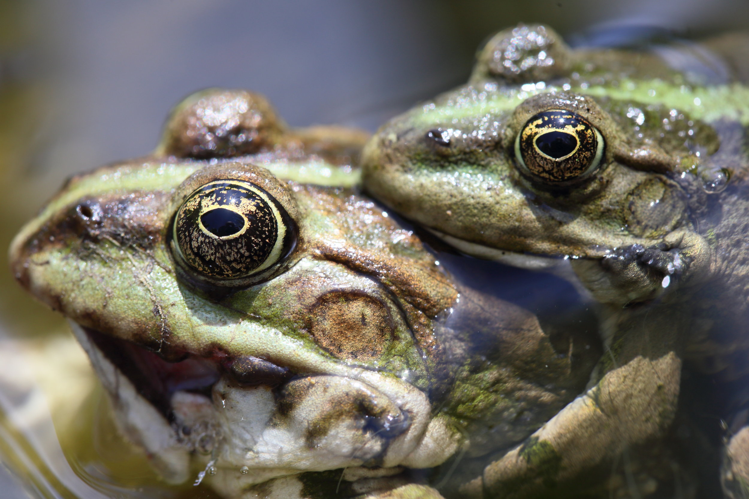 Dial-a-frog -- researchers develop the 'FrogPhone' to remotely call frogs in the wild