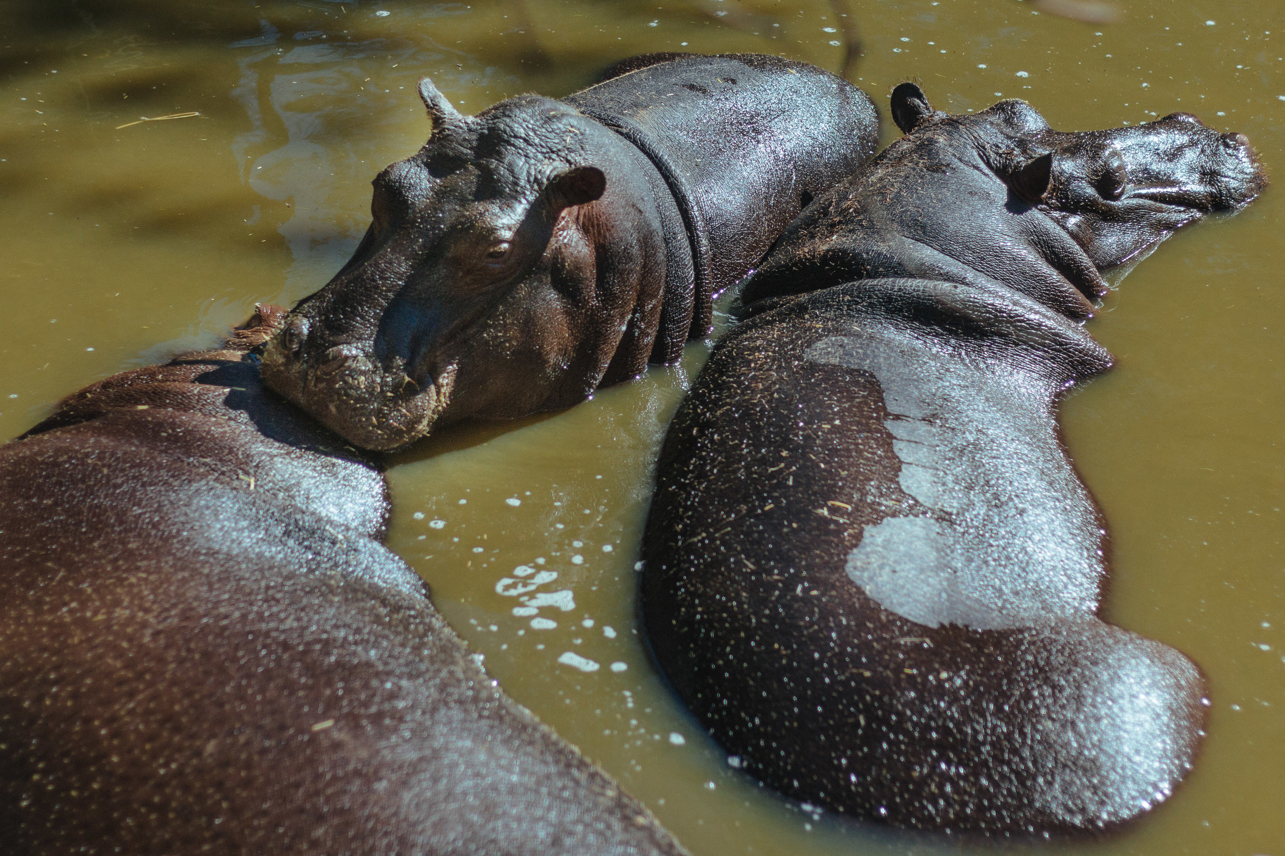 Spying on hippos with drones to help conservation efforts