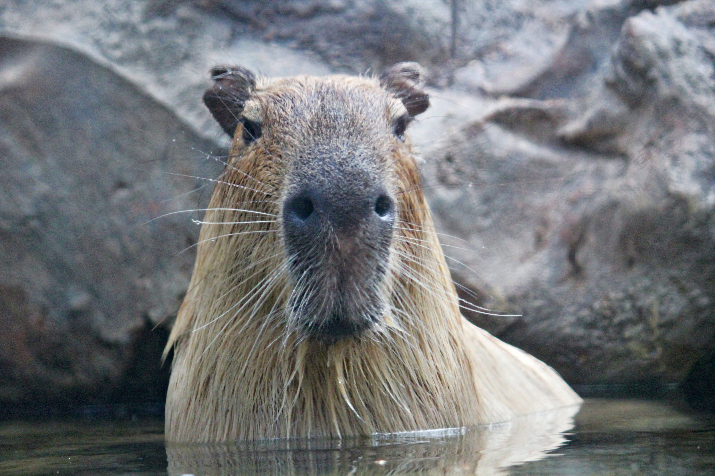 Study of elephant, capybara, human hair finds that thicker hair isn't always stronger
