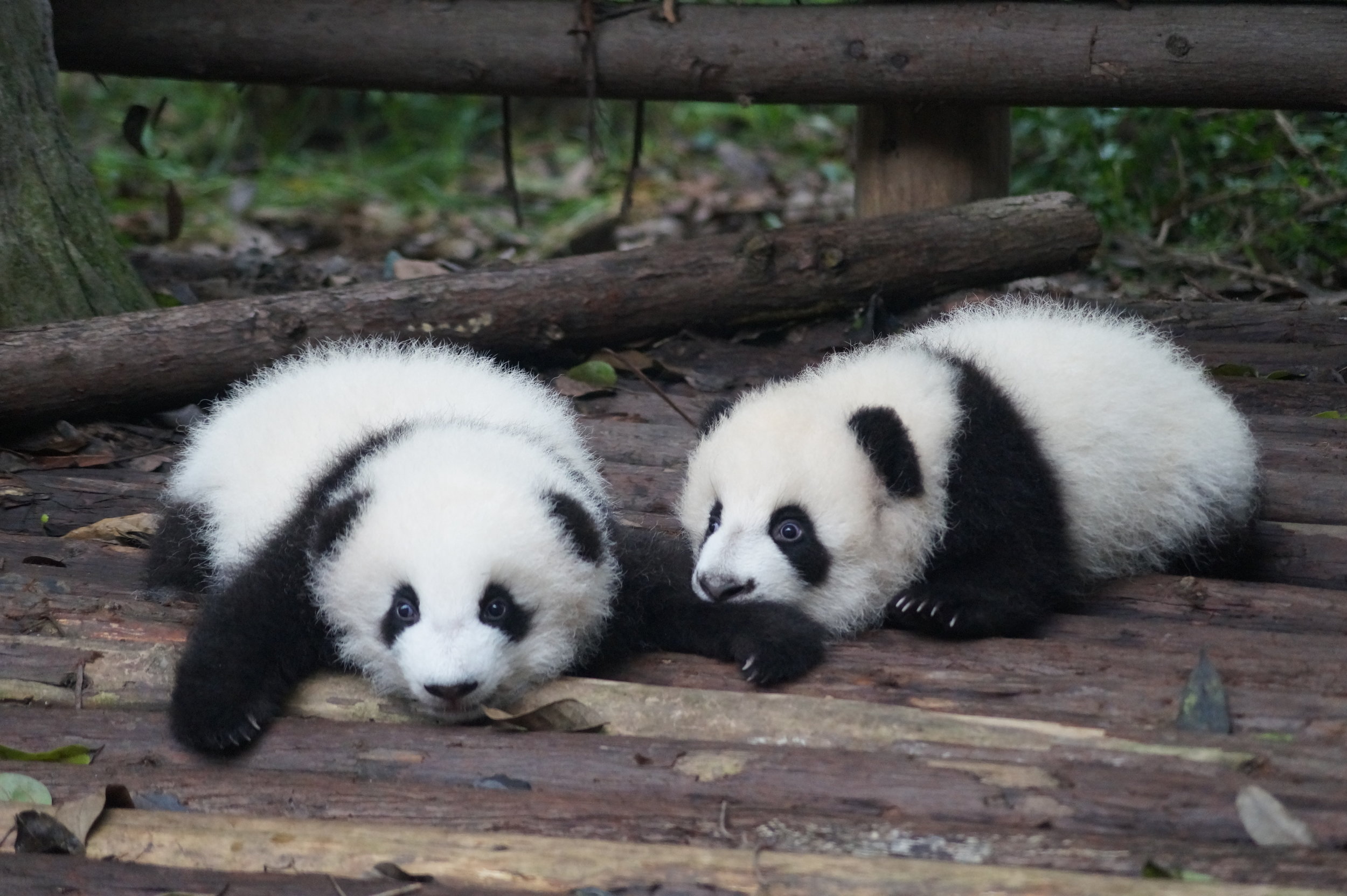 Why are giant pandas born so tiny?