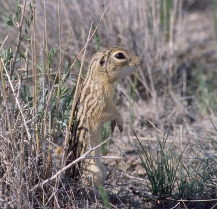 How genetics and social games drive evolution of mating systems in mammals