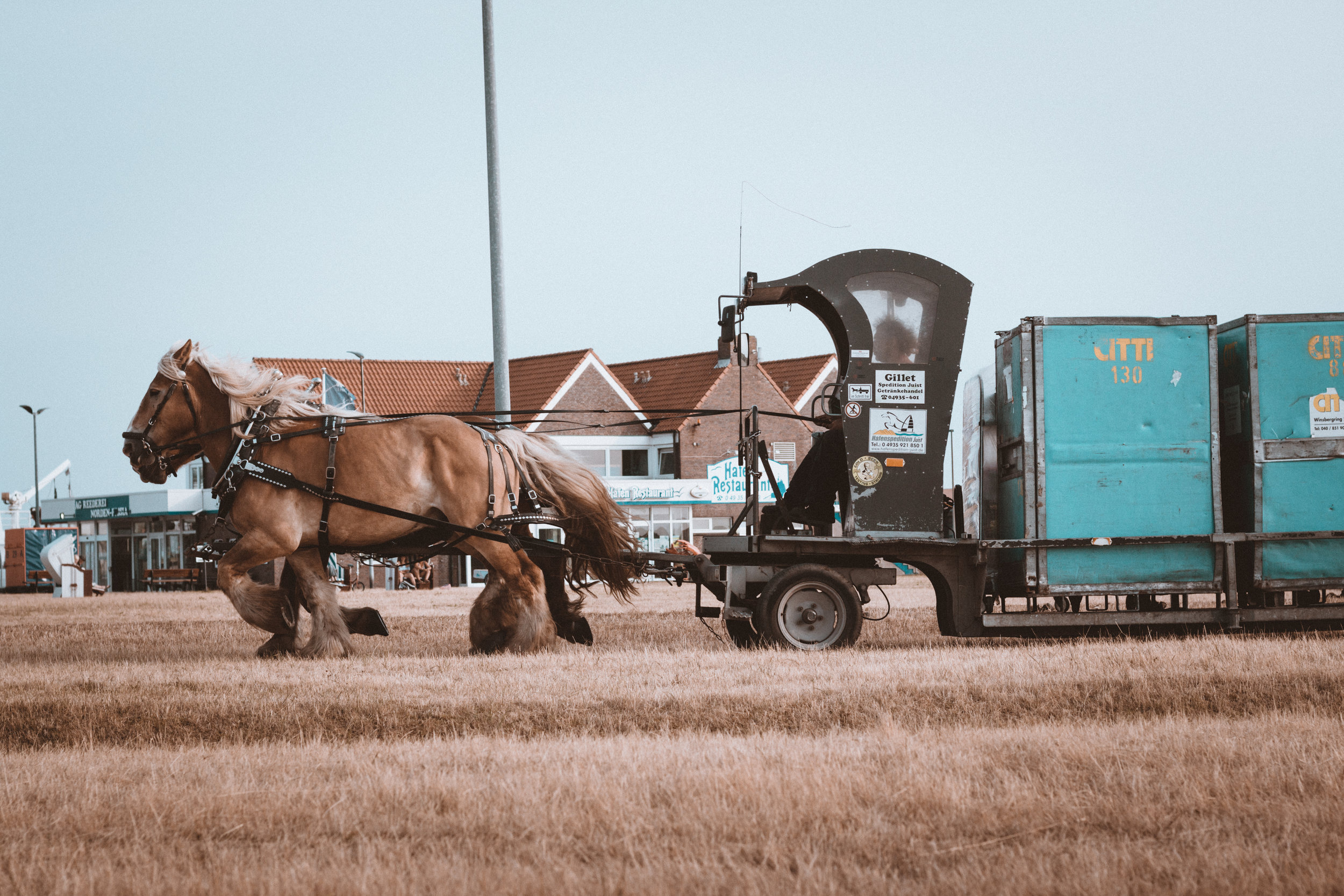 Texas A&amp;M study reveals domestic horse breed has third-lowest genetic diversity