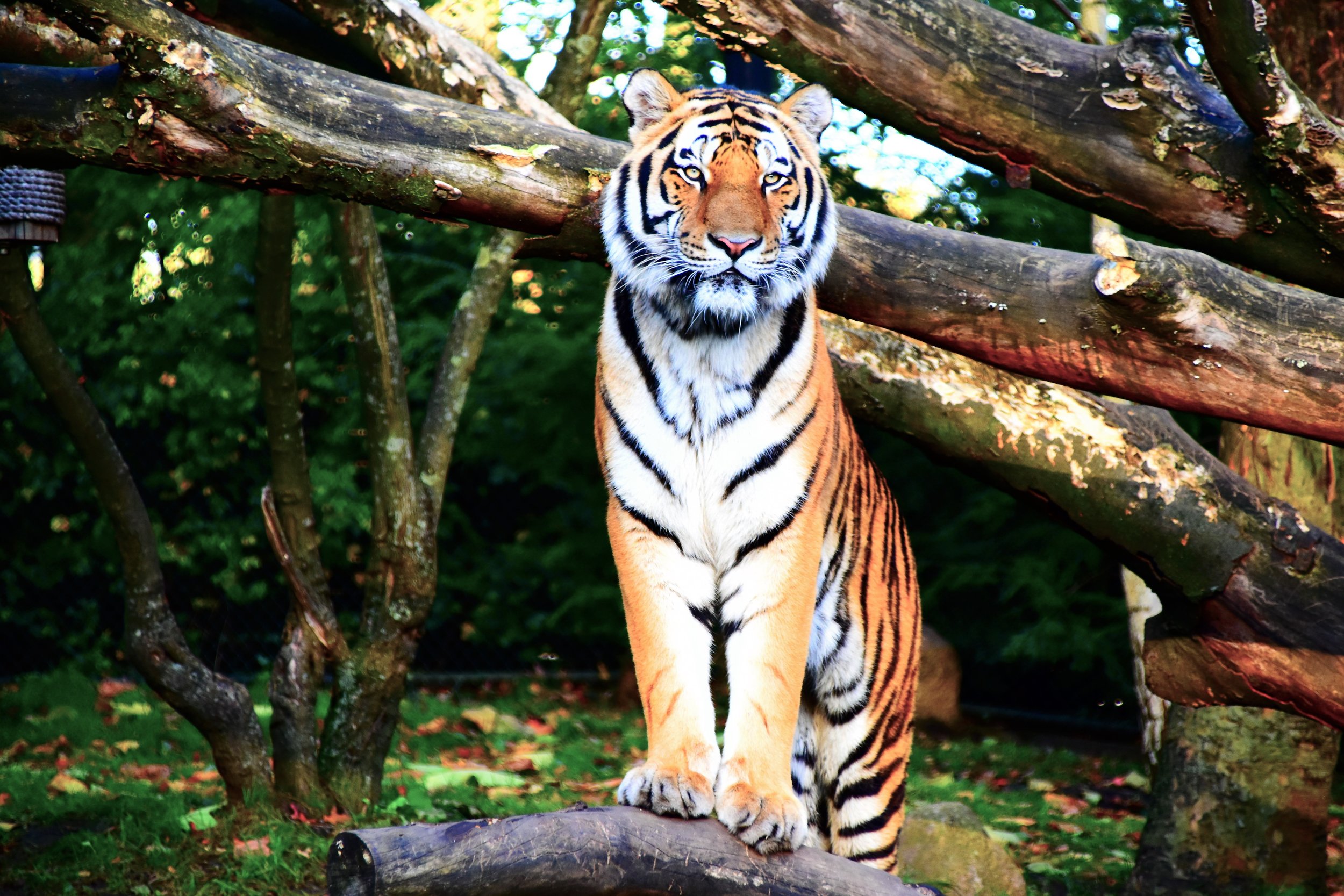 Even wild tigers struggle with work/life balance