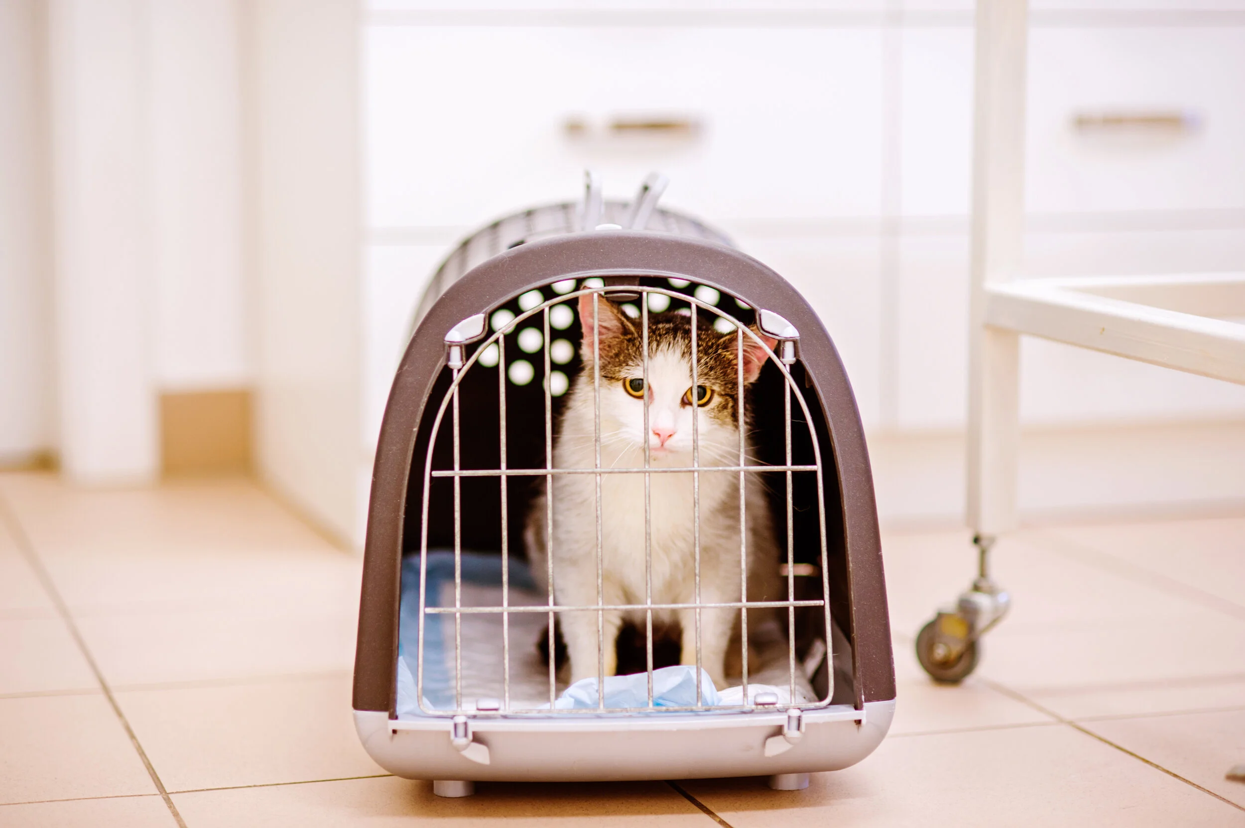 Retrospective analysis of cats with micturition disorders 