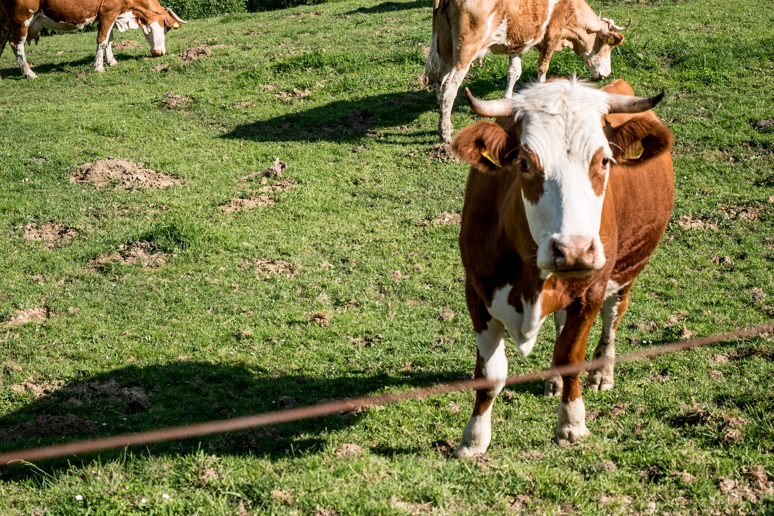 The claw disease tyloma is primarily genetic in cows
