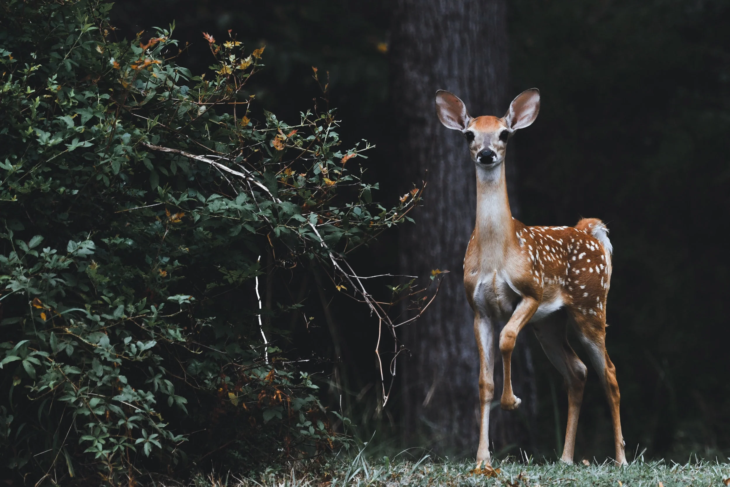 The calm of the deer