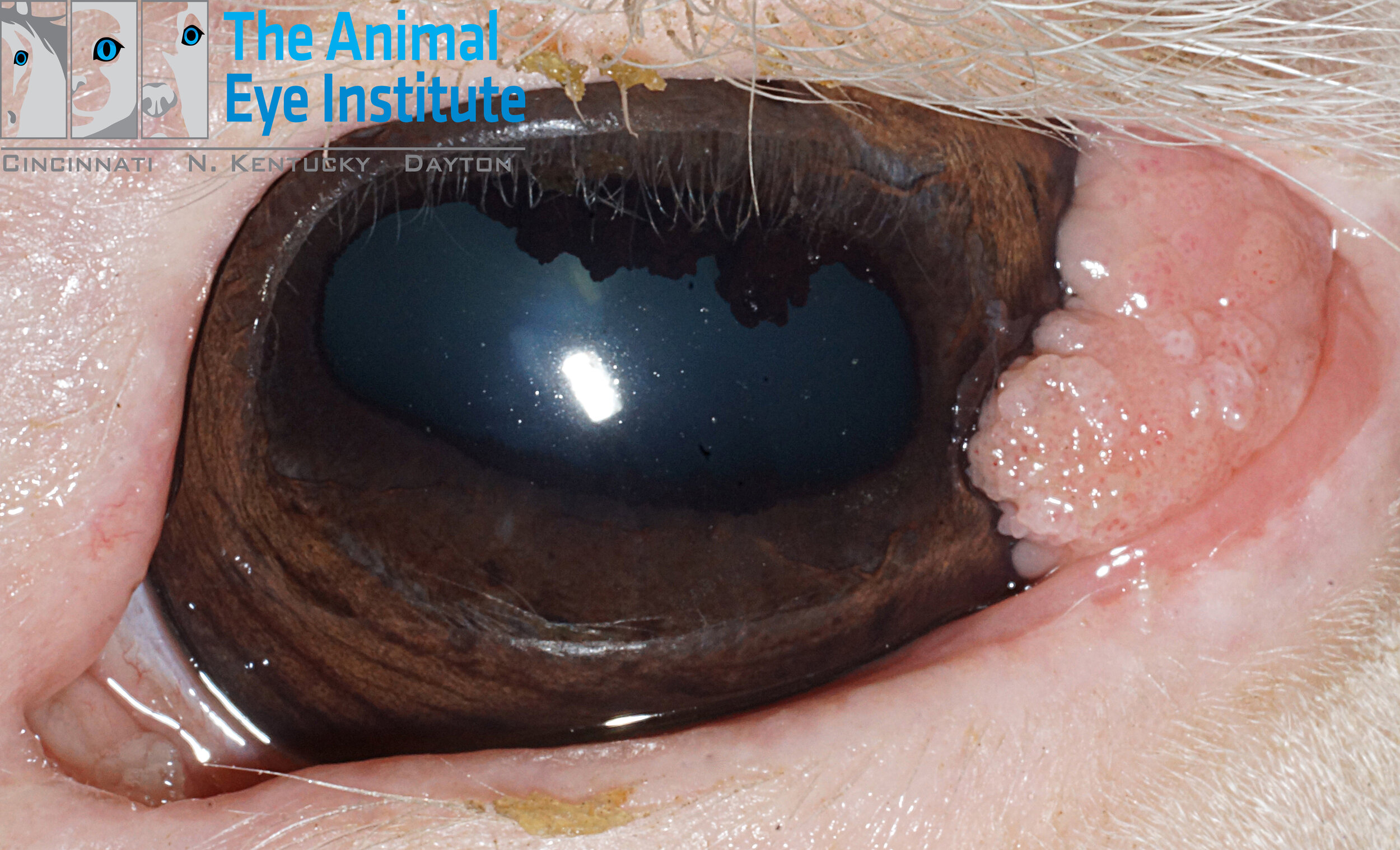 Eq Limbal Squamous Cell Carcinoma Cloud Gray 6.8.16 copy.jpg