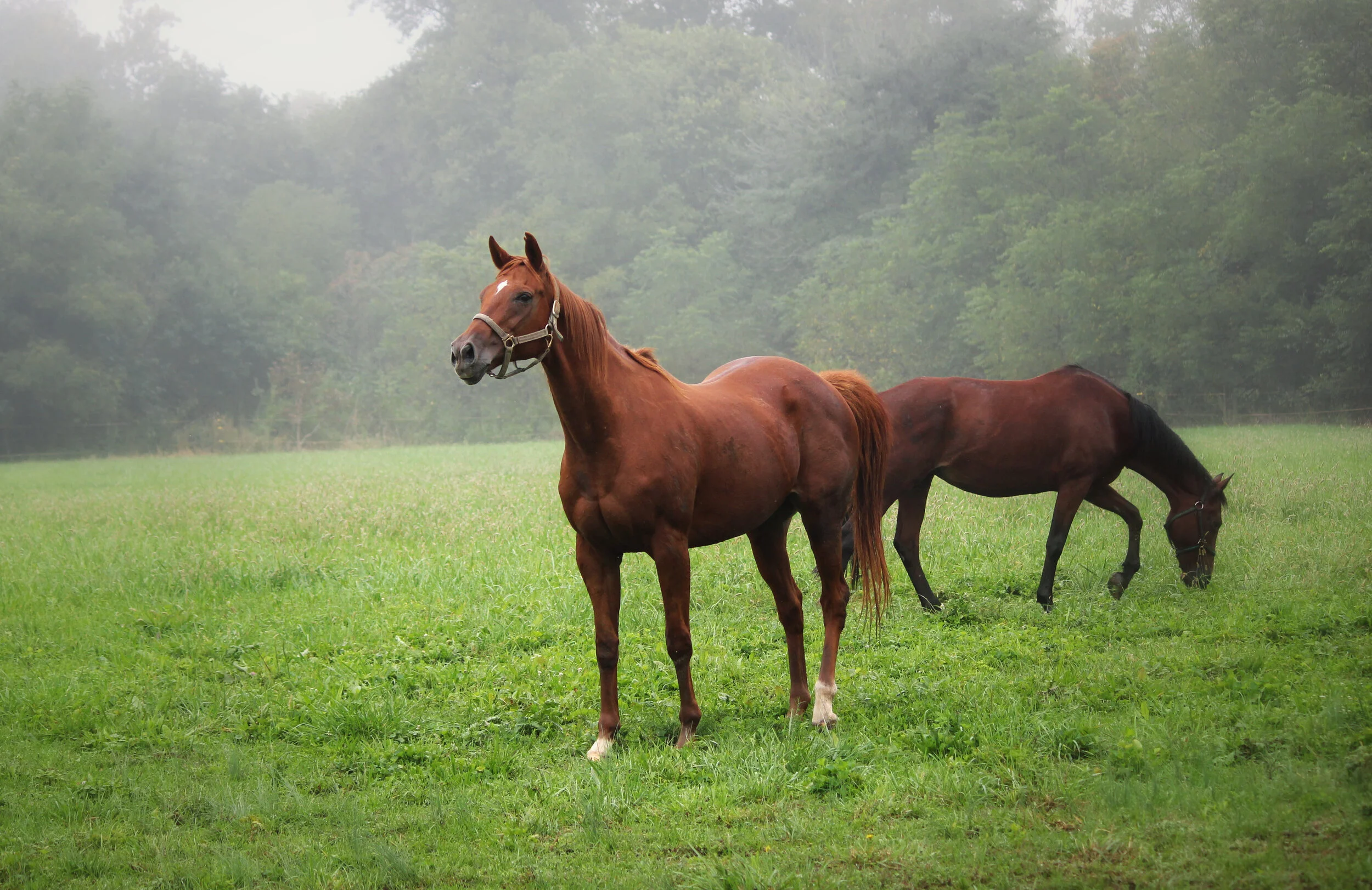 Efficacy of medication on horses with smoke-induced asthma