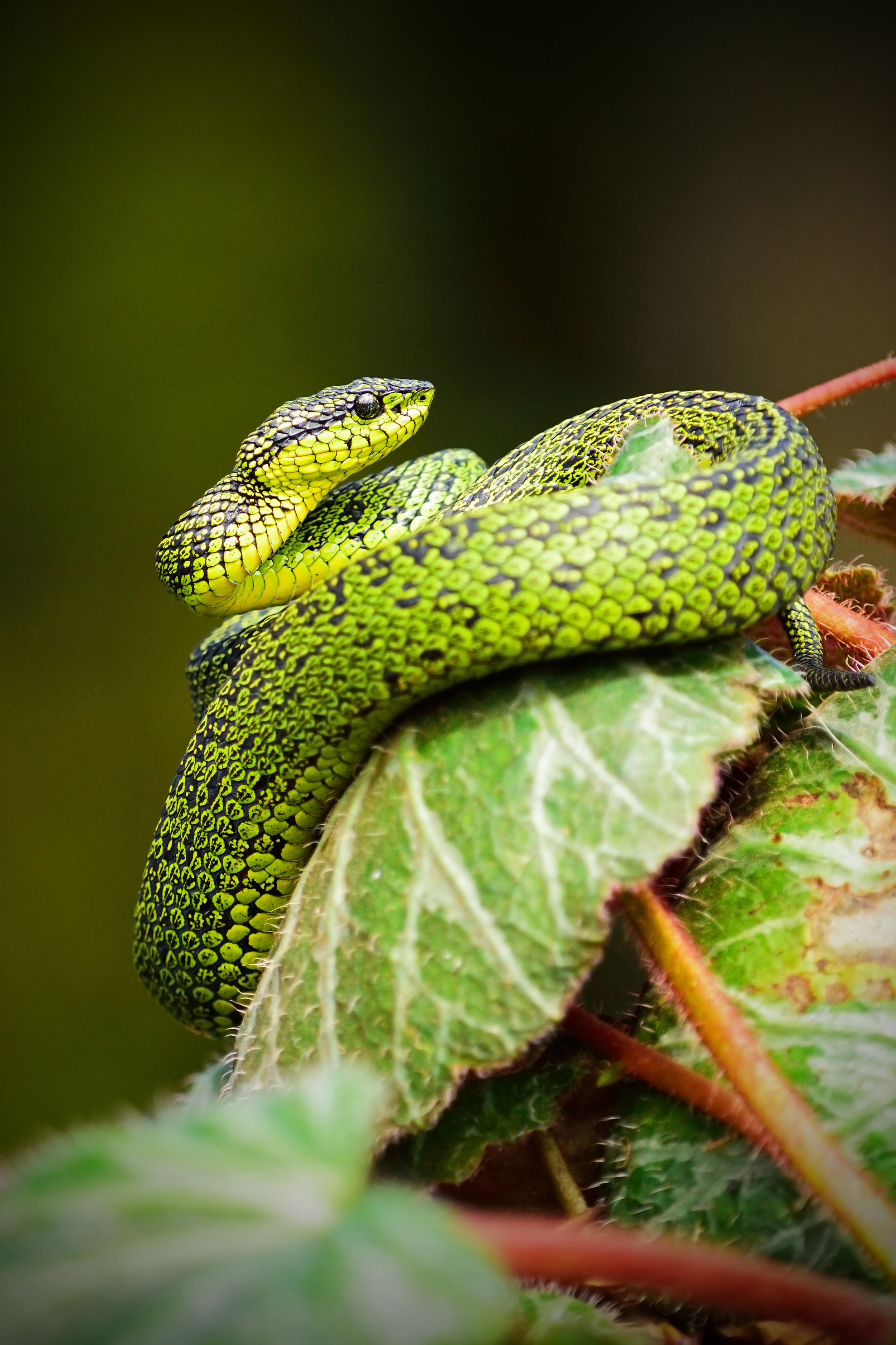 Researchers trace Coronavirus outbreak in China to snakes