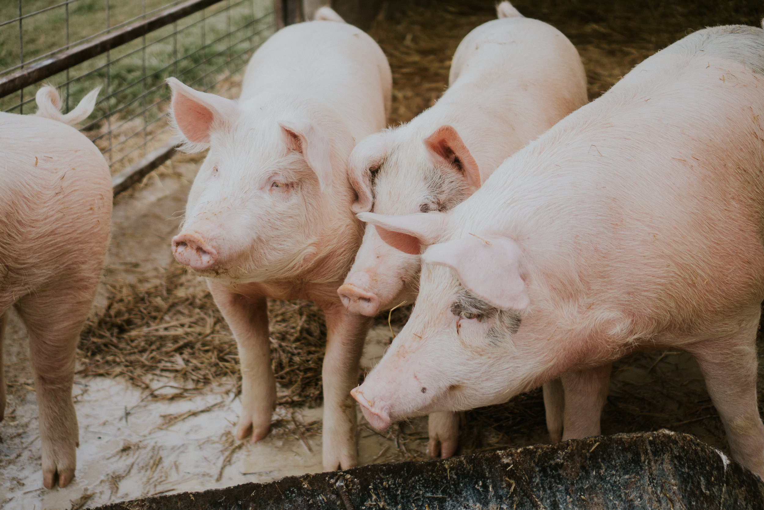 New experimental vaccine for African swine fever virus shows promise