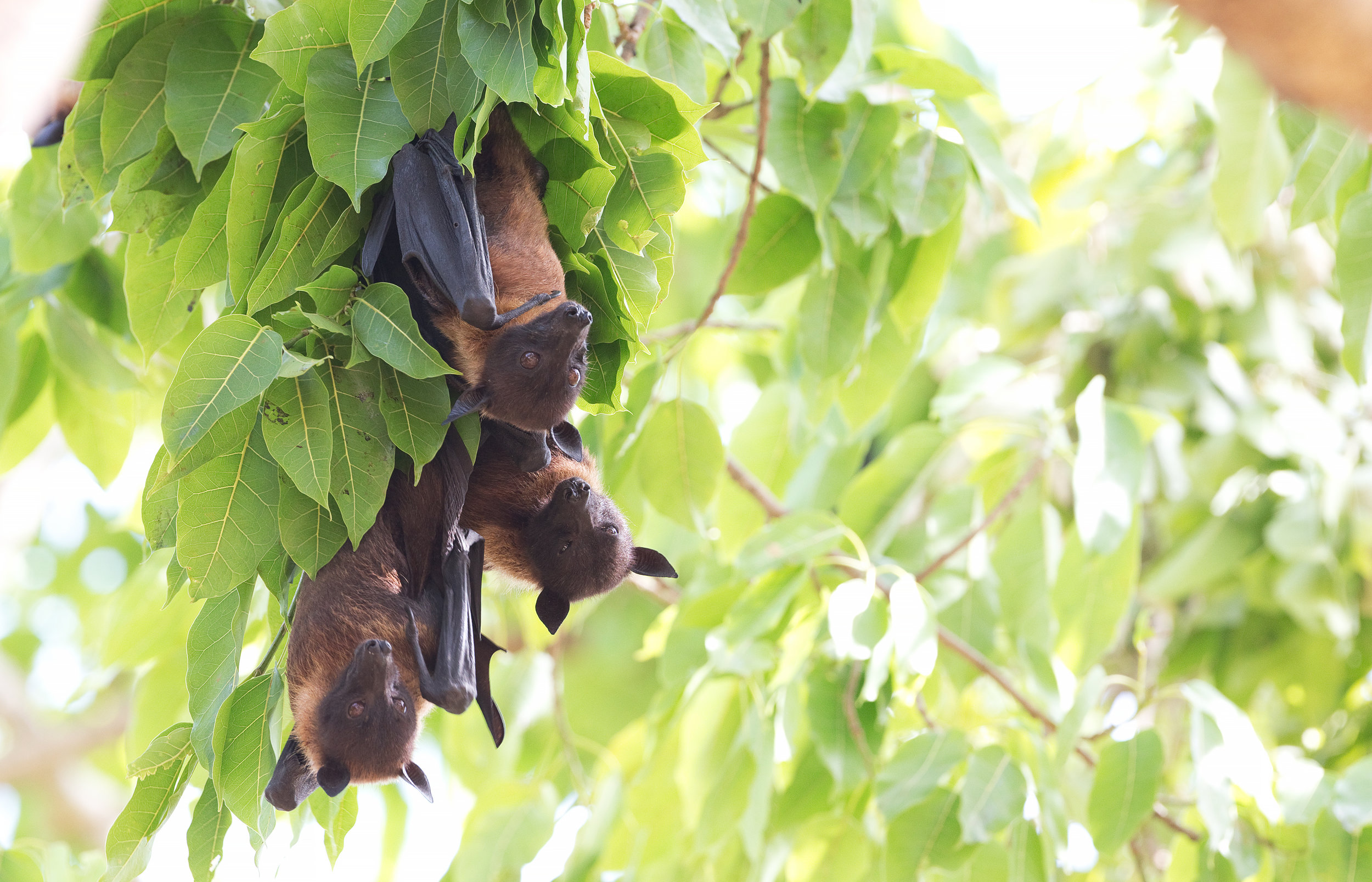Marburg virus found in Sierra Leone bats