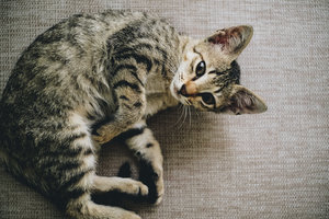 Prevalence of 17 feline behavioral problems in Japan