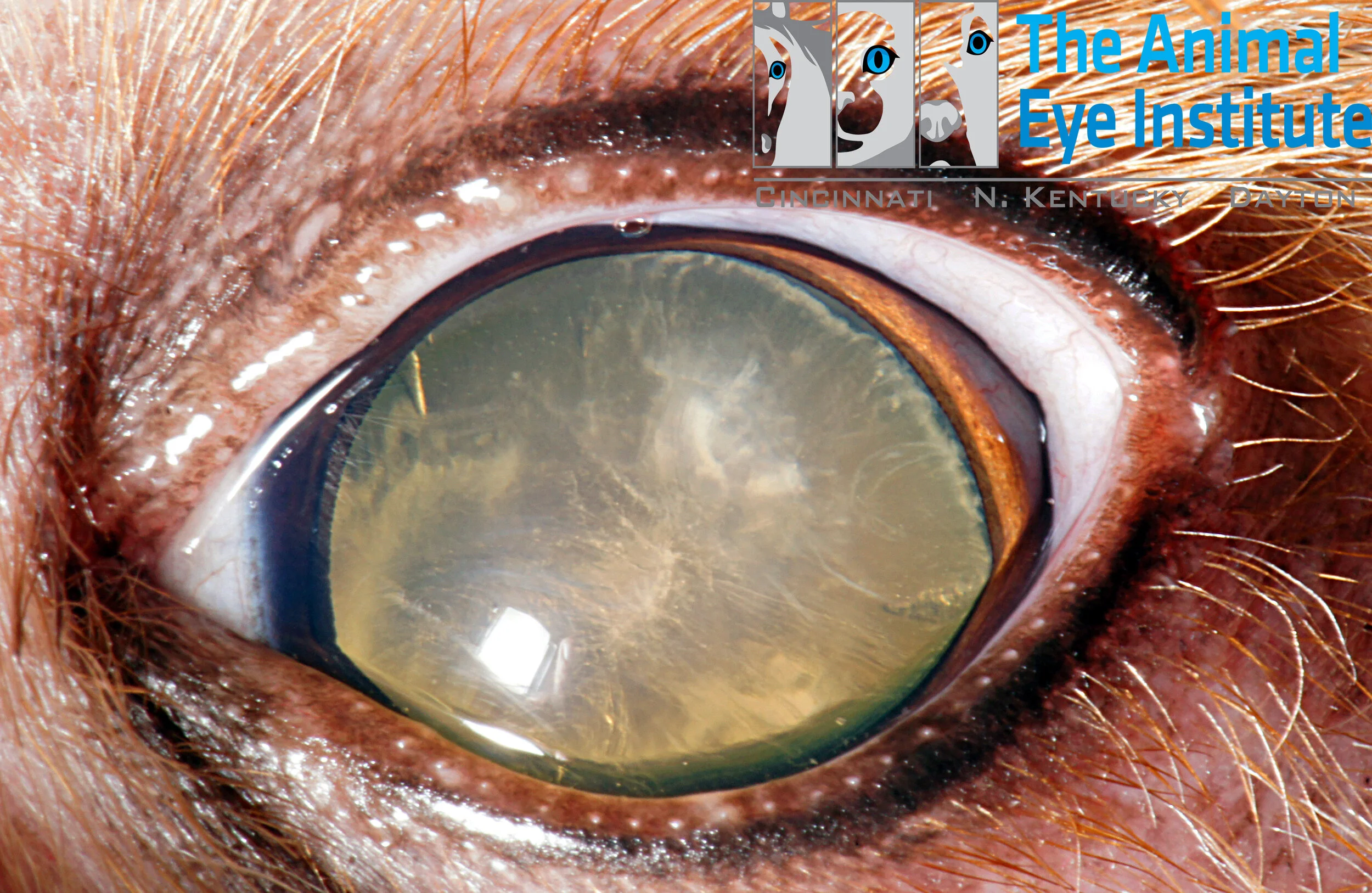 nuclear sclerosis dog supplements