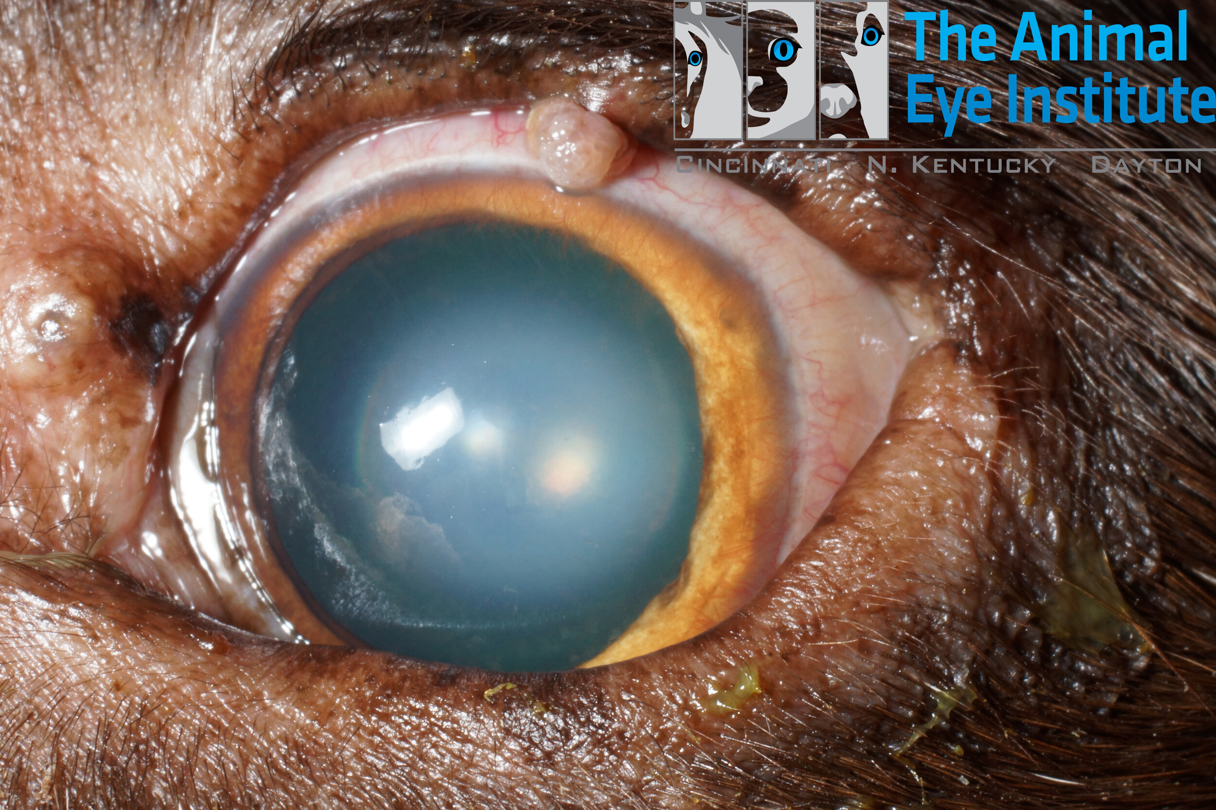 K9 Eyelid Mass Papilloma Nuclear Sclerosis Yukon Baysor 10.11.13 copy.jpg