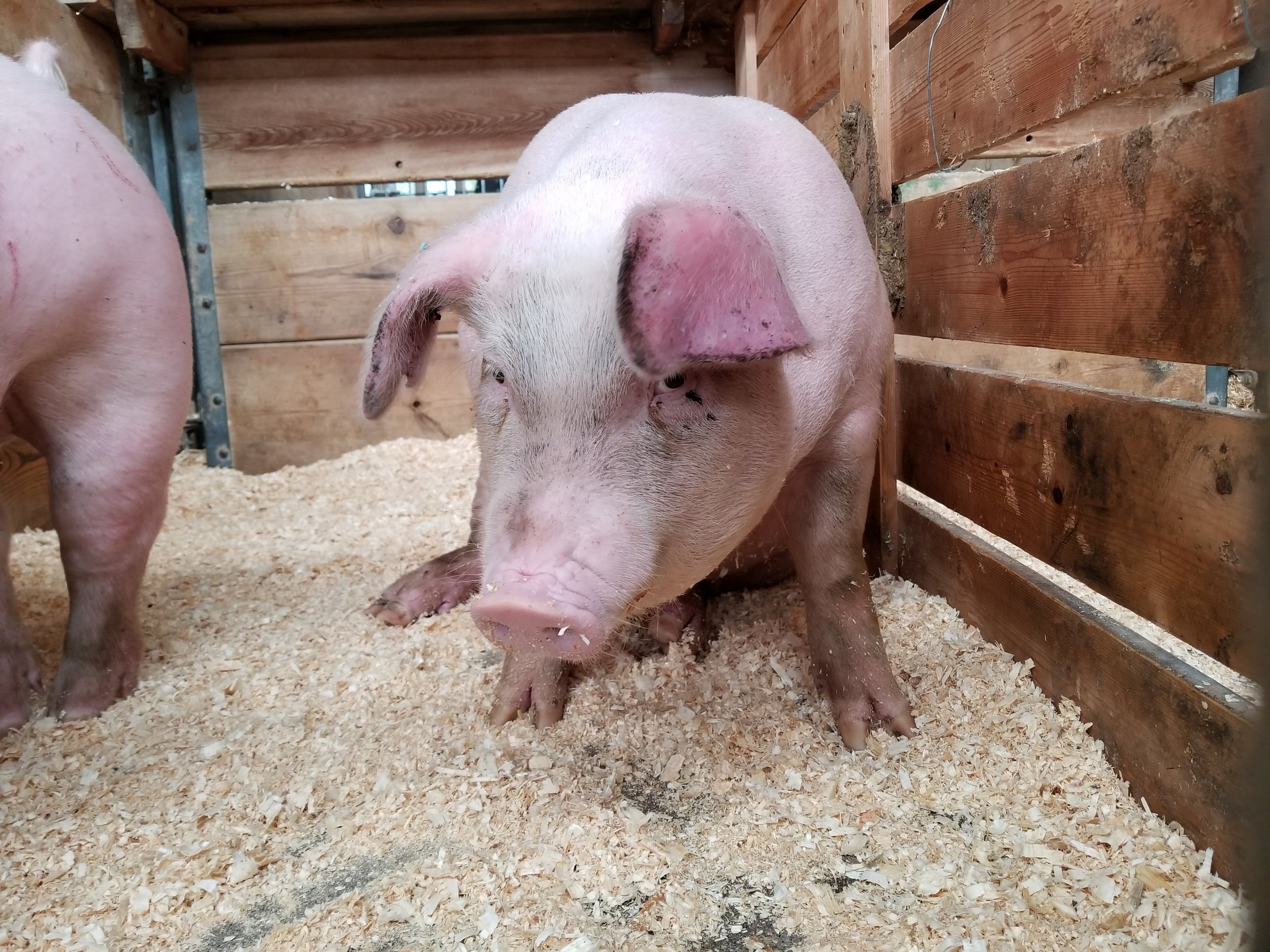 What Is African Swine Fever and Why Should We Be Concerned?