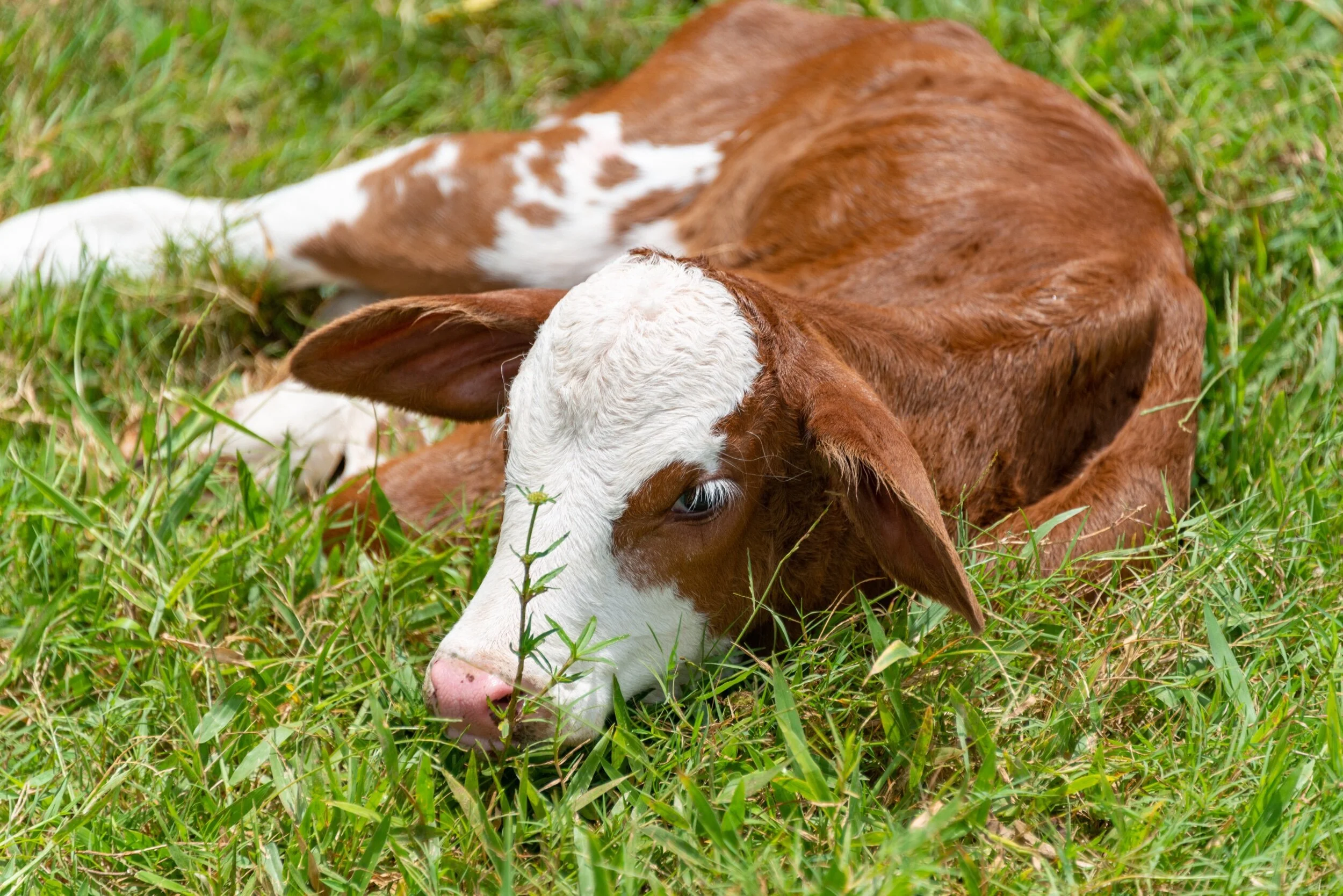 Bovine embryo completely regenerates placenta-forming cells 