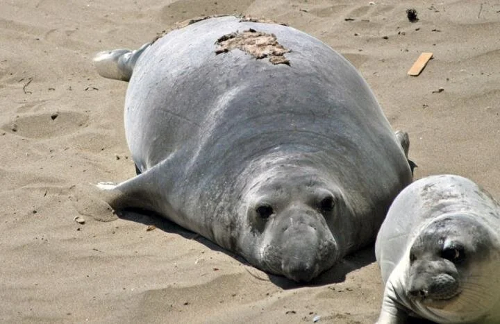 How some mammals pause their pregnancies