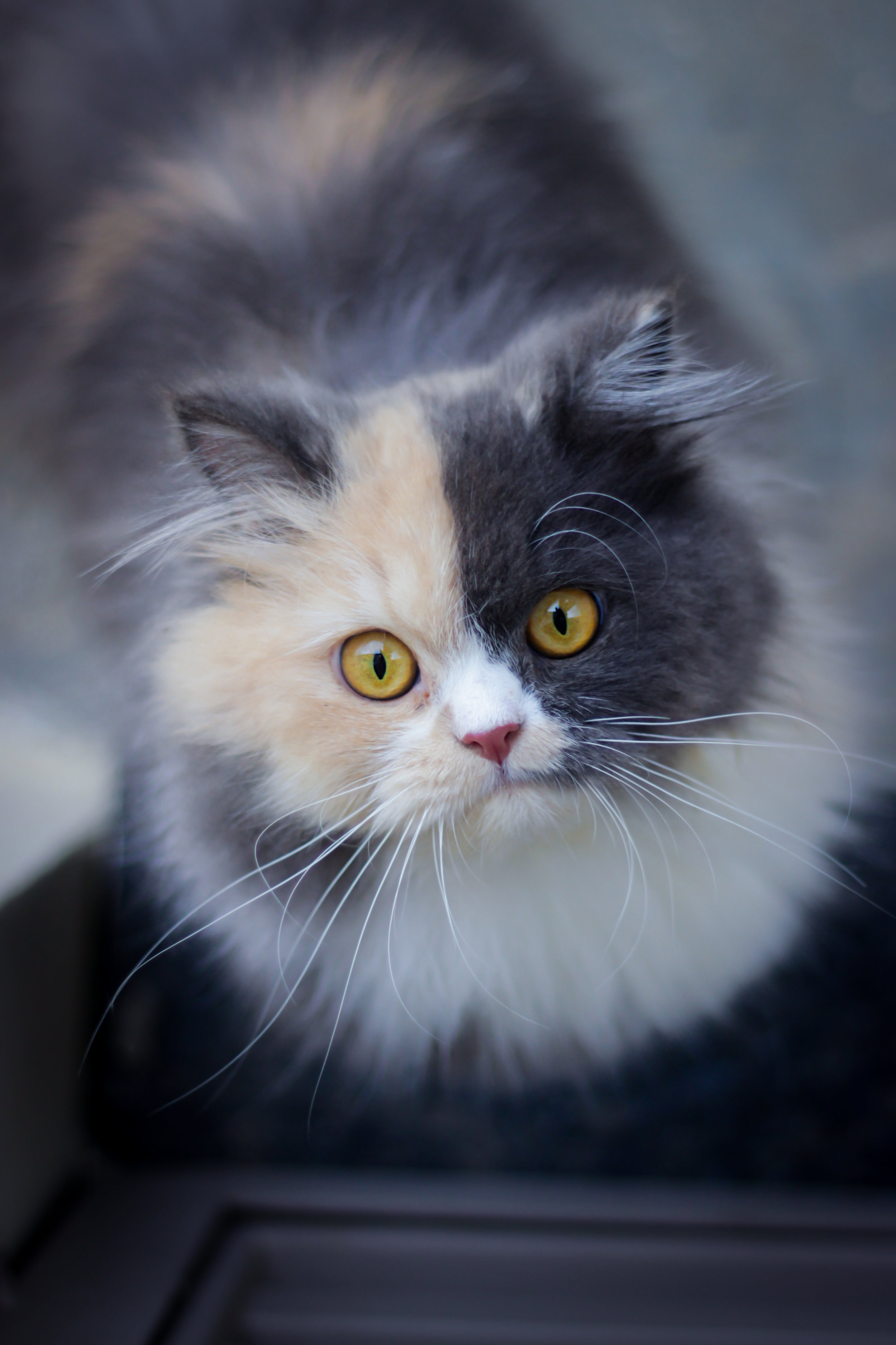 Cerebellar cortical degeneration associated with feline leukemia virus