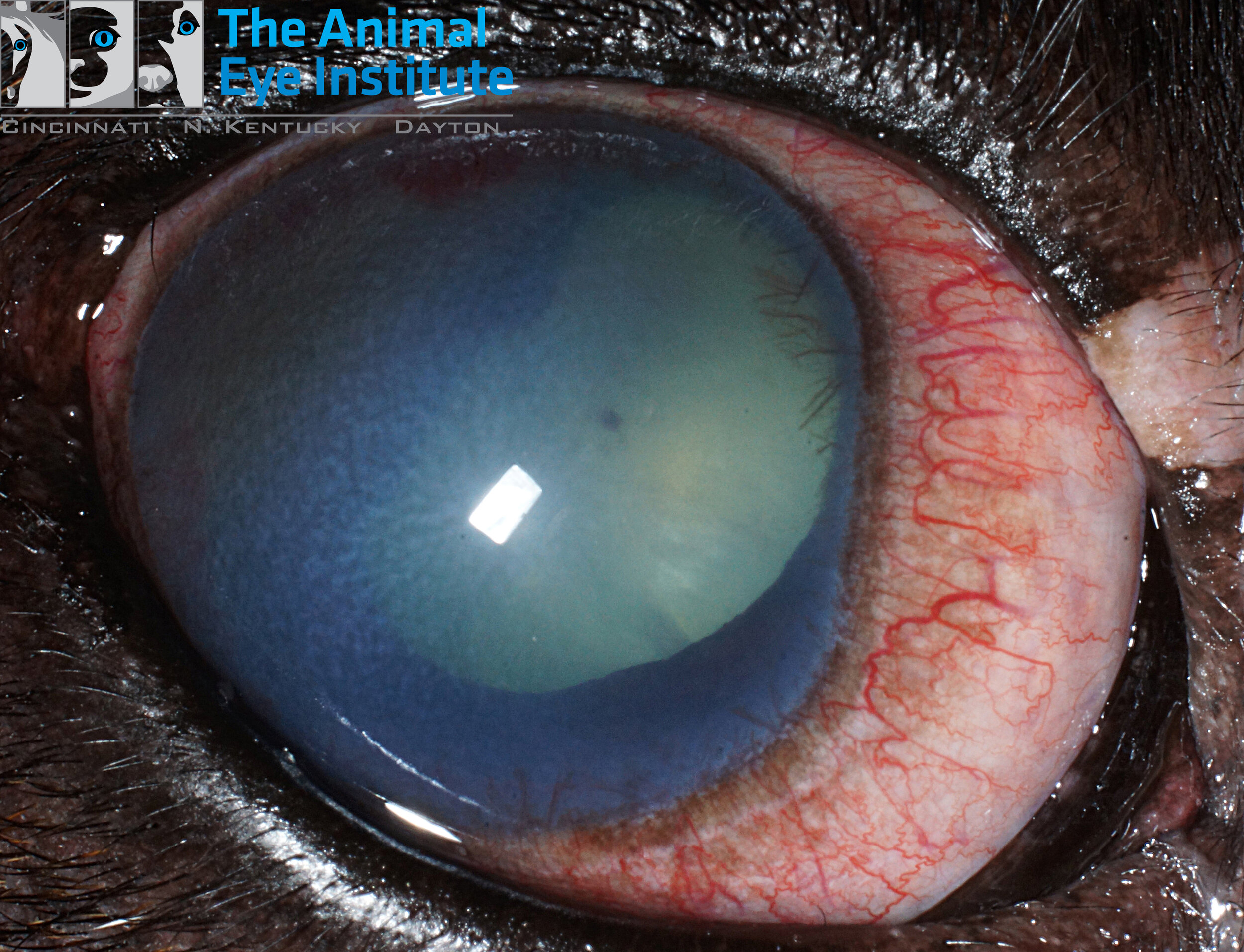 K9 Anterior Uveal Melanoma Intraocular Tumor Glaucoma Maggie Jensen 3 11.26.14 copy.jpg